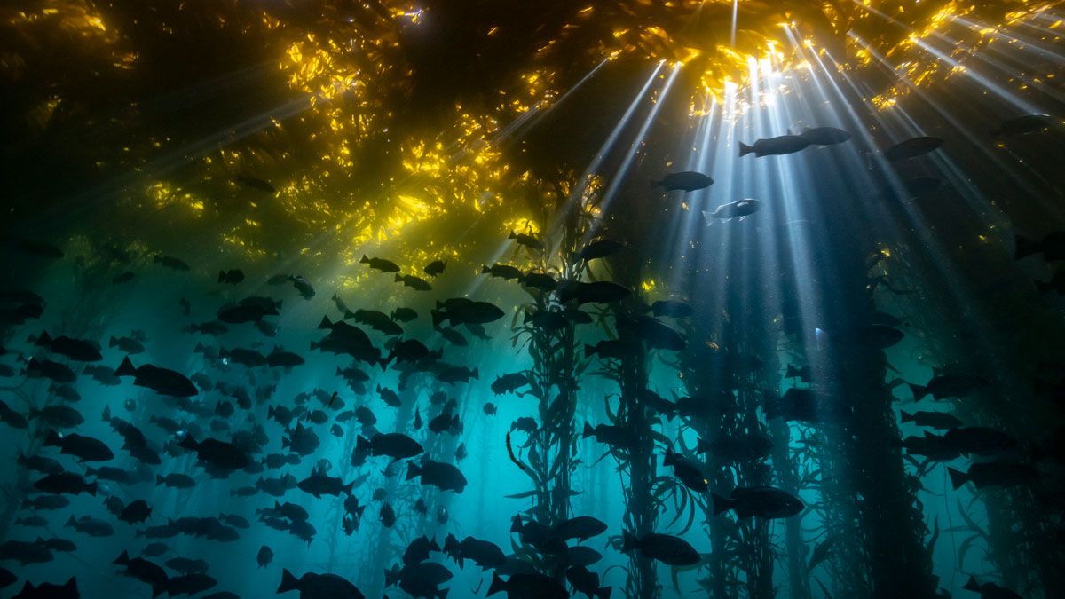 Kelp Forest Wallpapers Top Free Kelp Forest Backgrounds WallpaperAccess — free download
