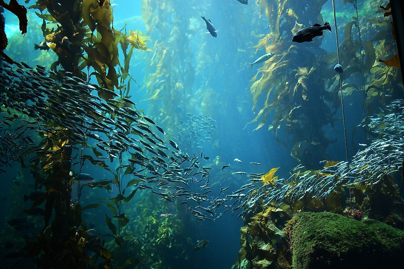 Kelp Forest Wallpapers - Top Free Kelp Forest Backgrounds - WallpaperAccess