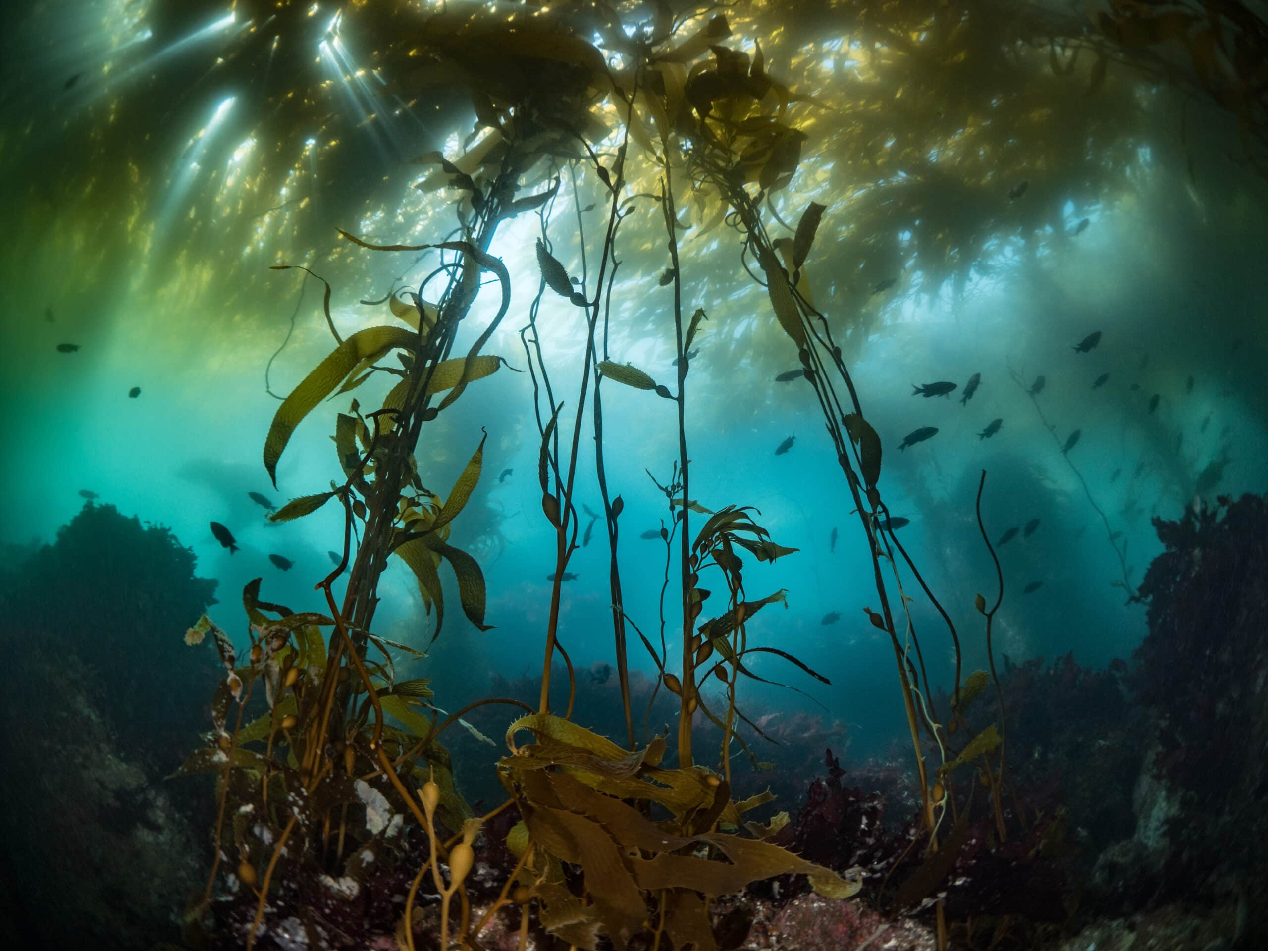 2560x1920 Opinion: How kelp forests can combat climate change