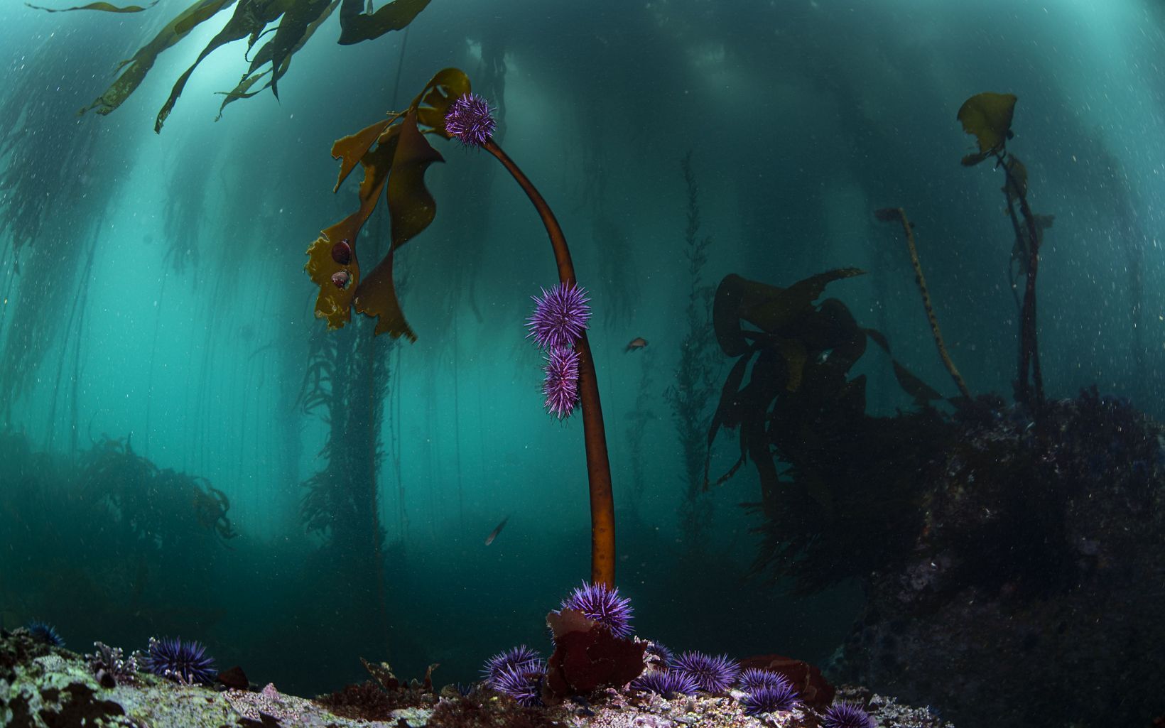 1640x1025 The Vanishing Kelp Forest