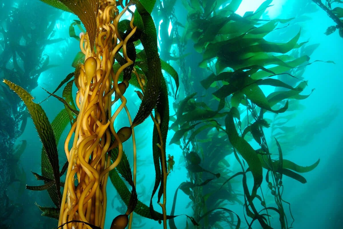 1200x800 Our Favourite Fascinating Facts about Sea Kelp