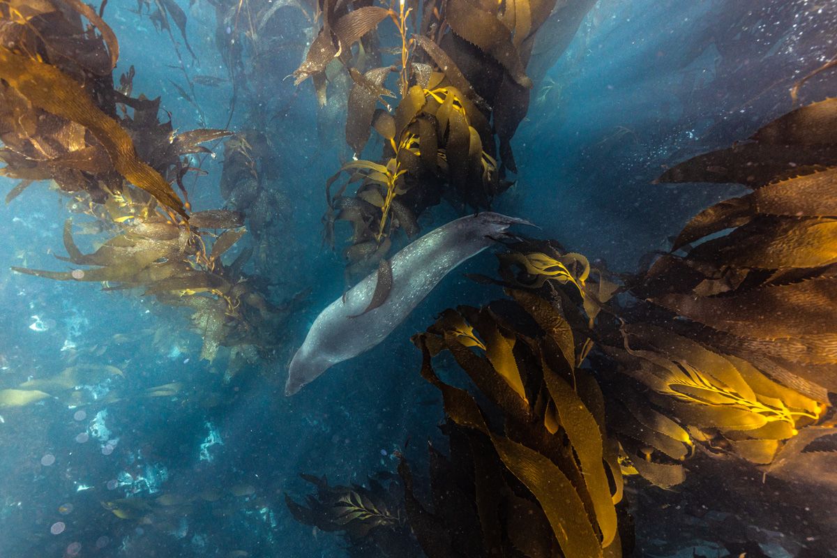 1200x800 Sea Forests of the South: Searching for Kelp in the Southern Ocean