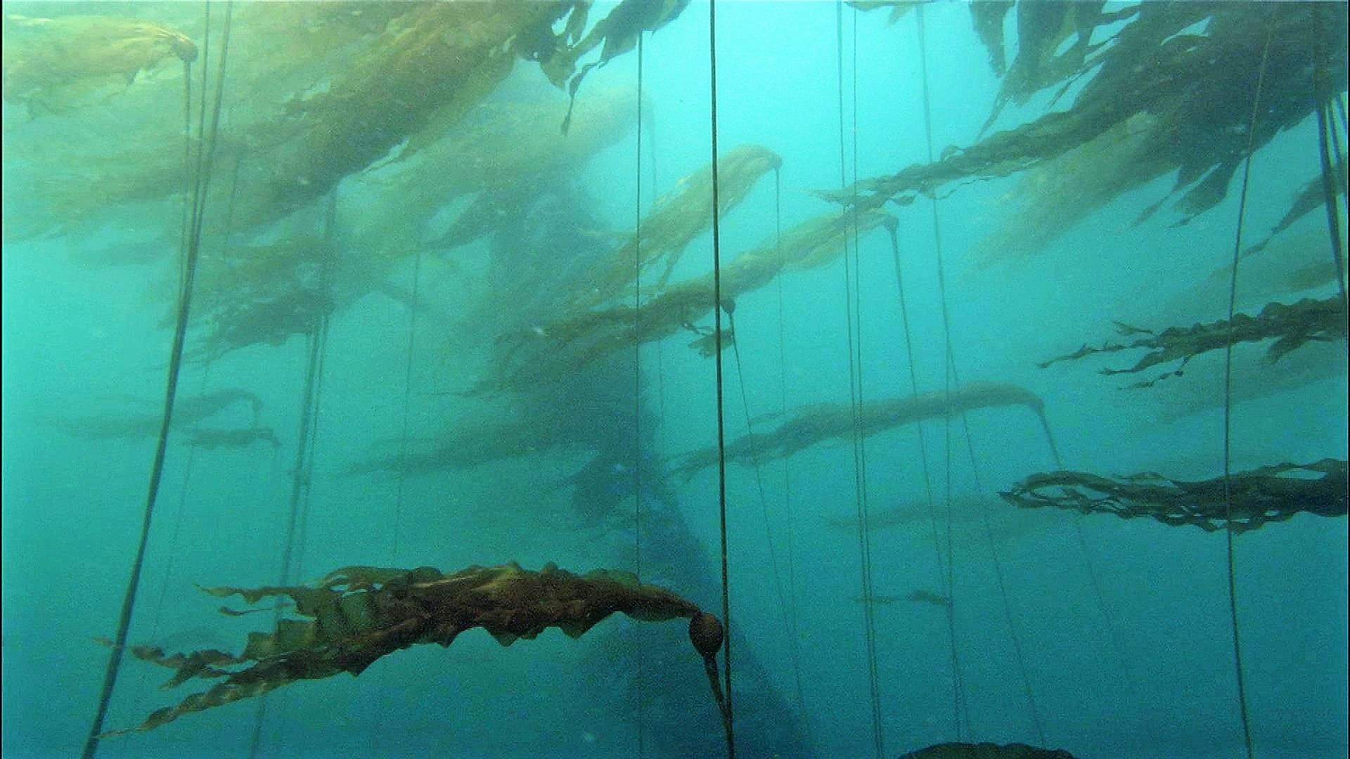 1920x1080 Kelp Forests Bay National Park & Preserve (U.S. National Park Service)