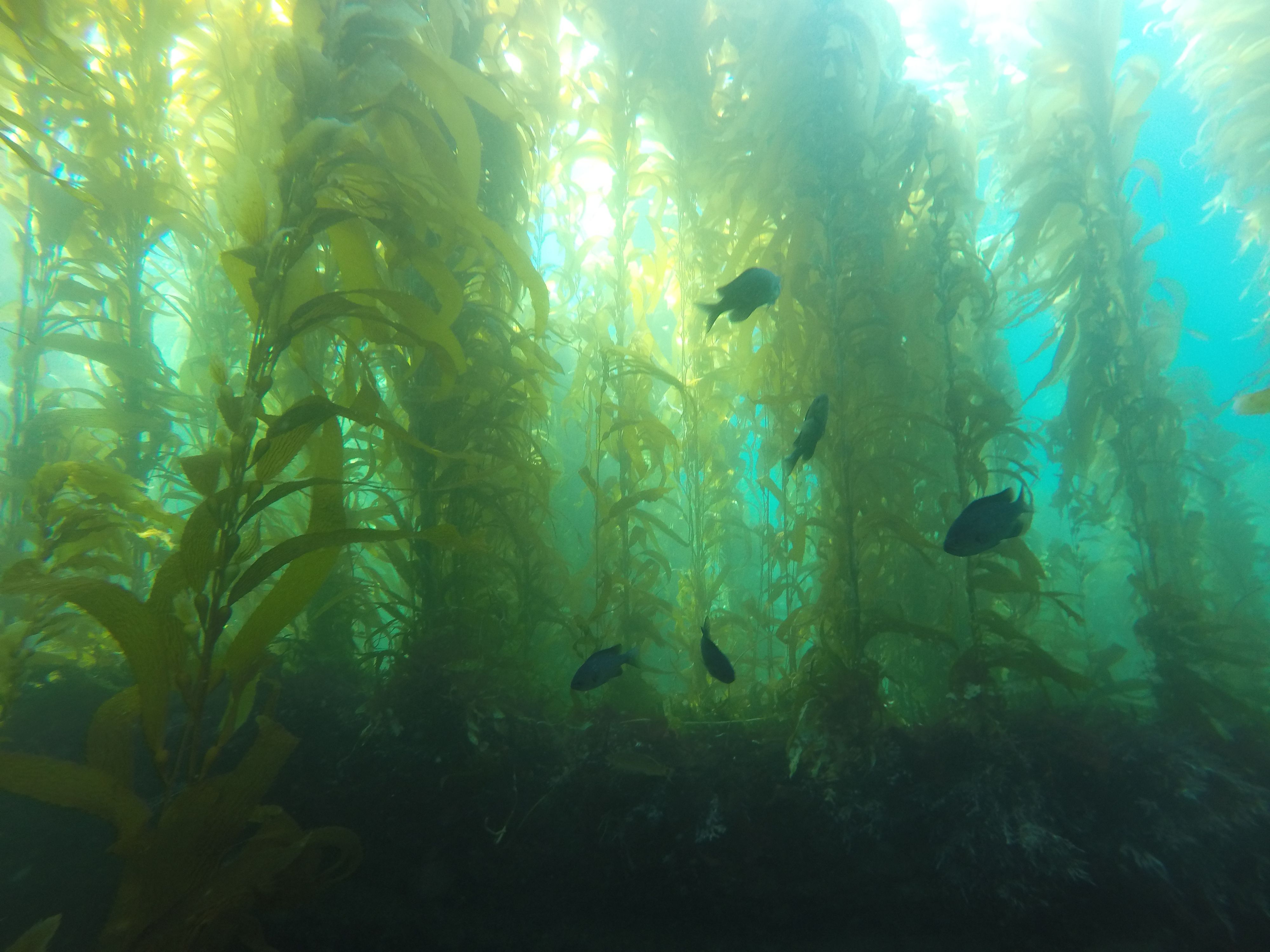 4000x3000 UCSB Researchers Find Long Term Rising Sea Temperature Decreases The Nutritional Value Of Giant Kelp
