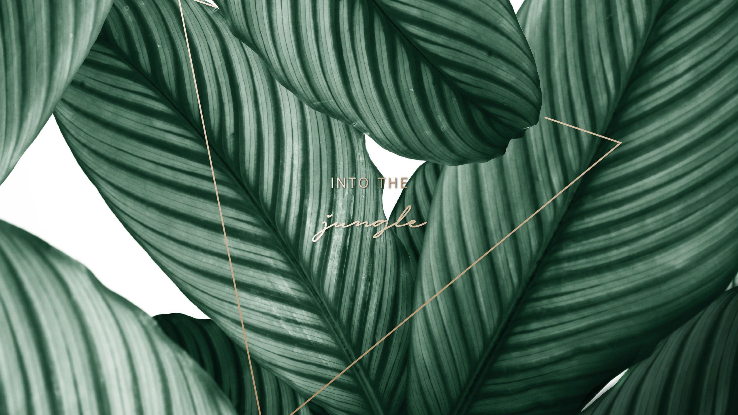 2560x1440 Free Wallpaper. Discover new Designs every Month. JO & JUDY