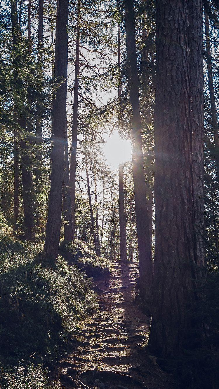 750x1334 iPhone6papers.co. iPhone 6 wallpaper. light wood sun forest