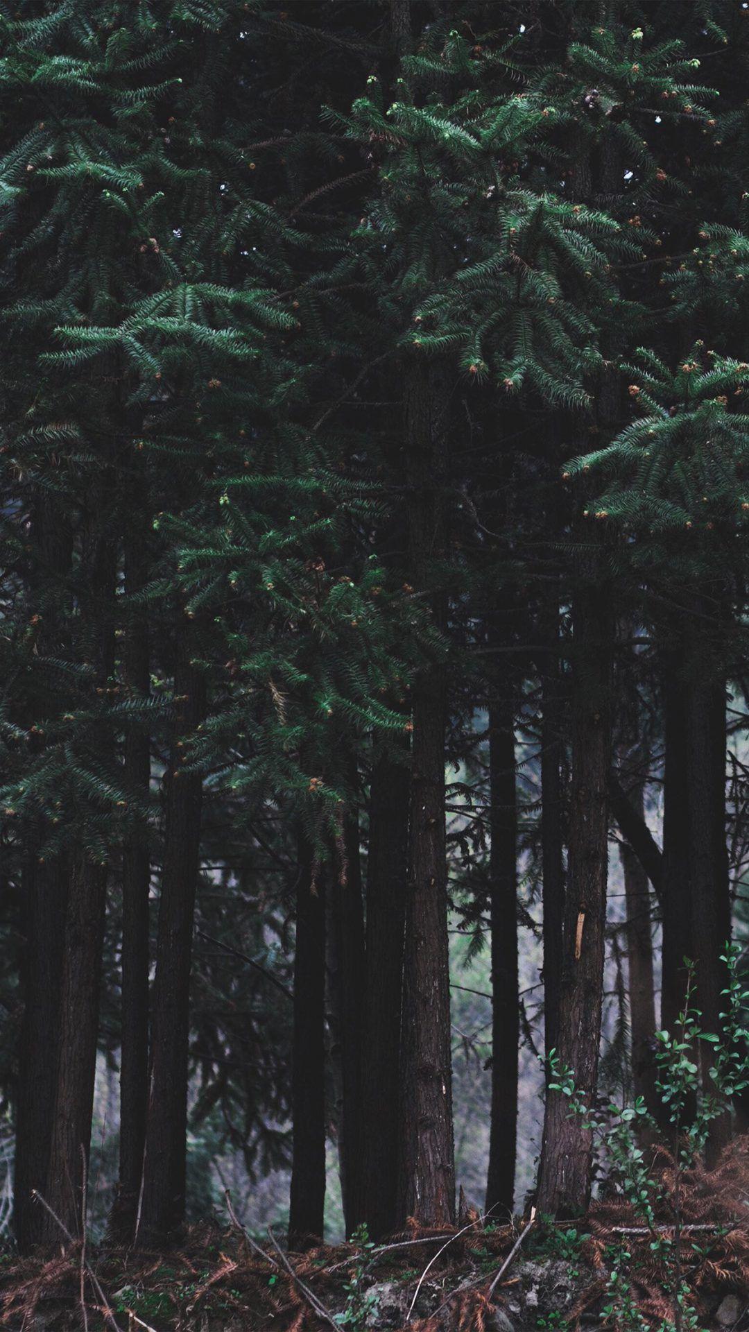 1080x1920 Wood Forest Dark Night Tree Nature for iPhone