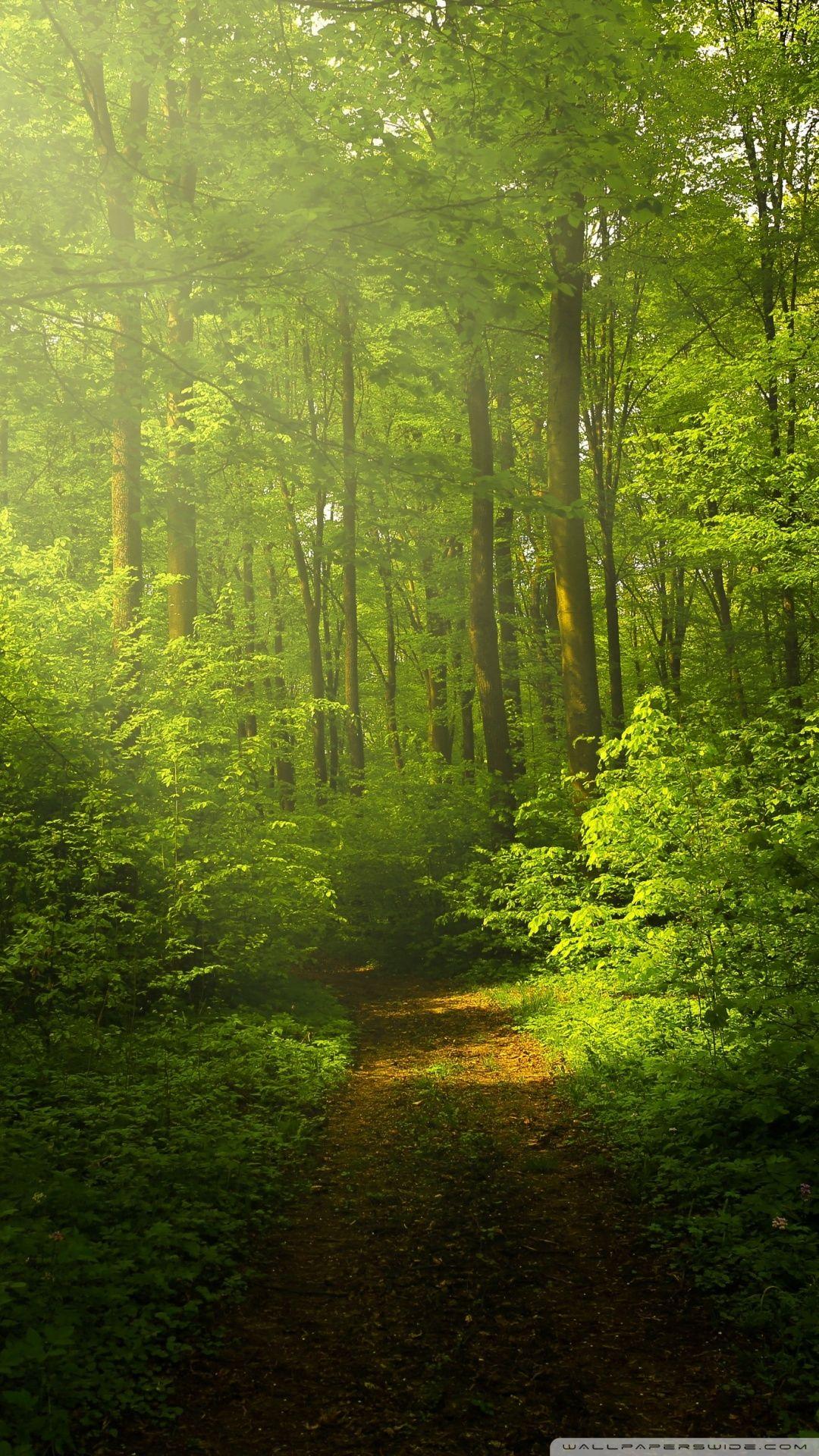 Hình ảnh thiên nhiên tuyệt đẹp 1080x1920, Rừng xanh ❤ Hình nền máy tính để bàn HD 4K