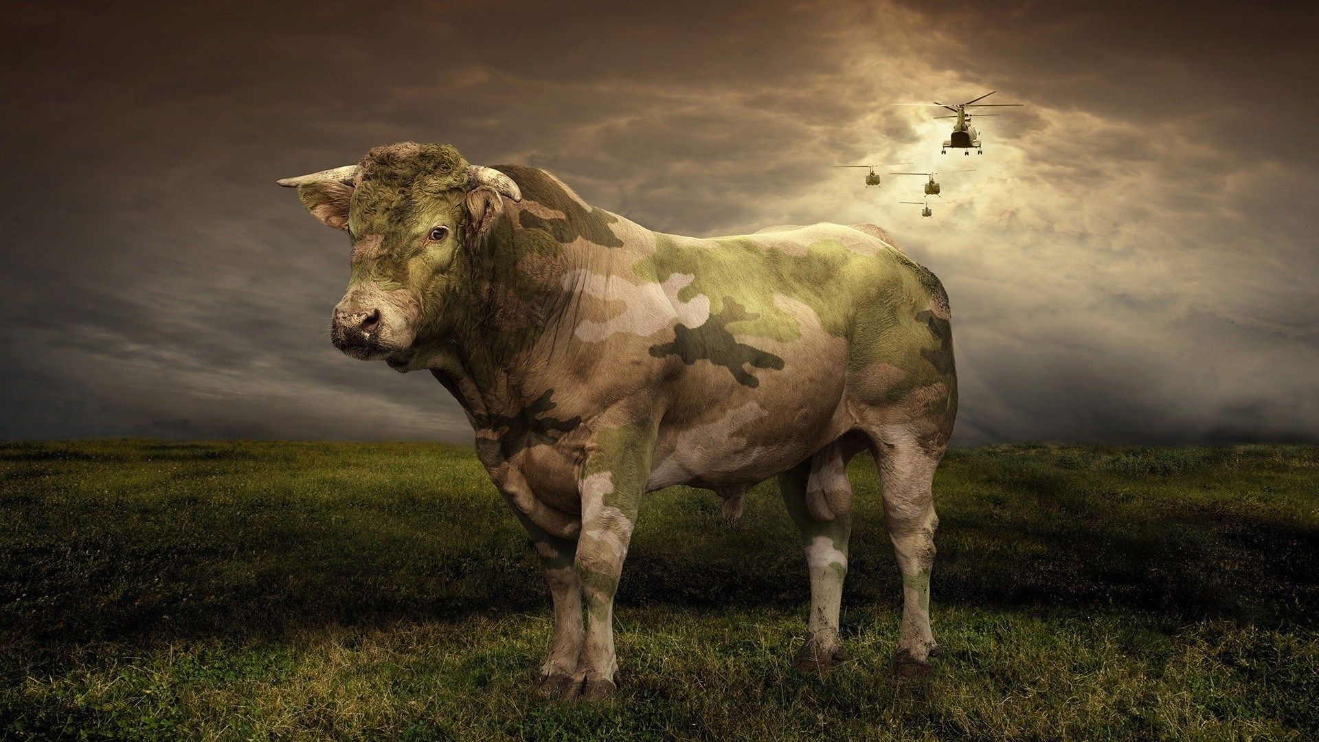 1920x1080 cow, war colors, grass, helicopters, funny, field Gallery HD Wallpaper