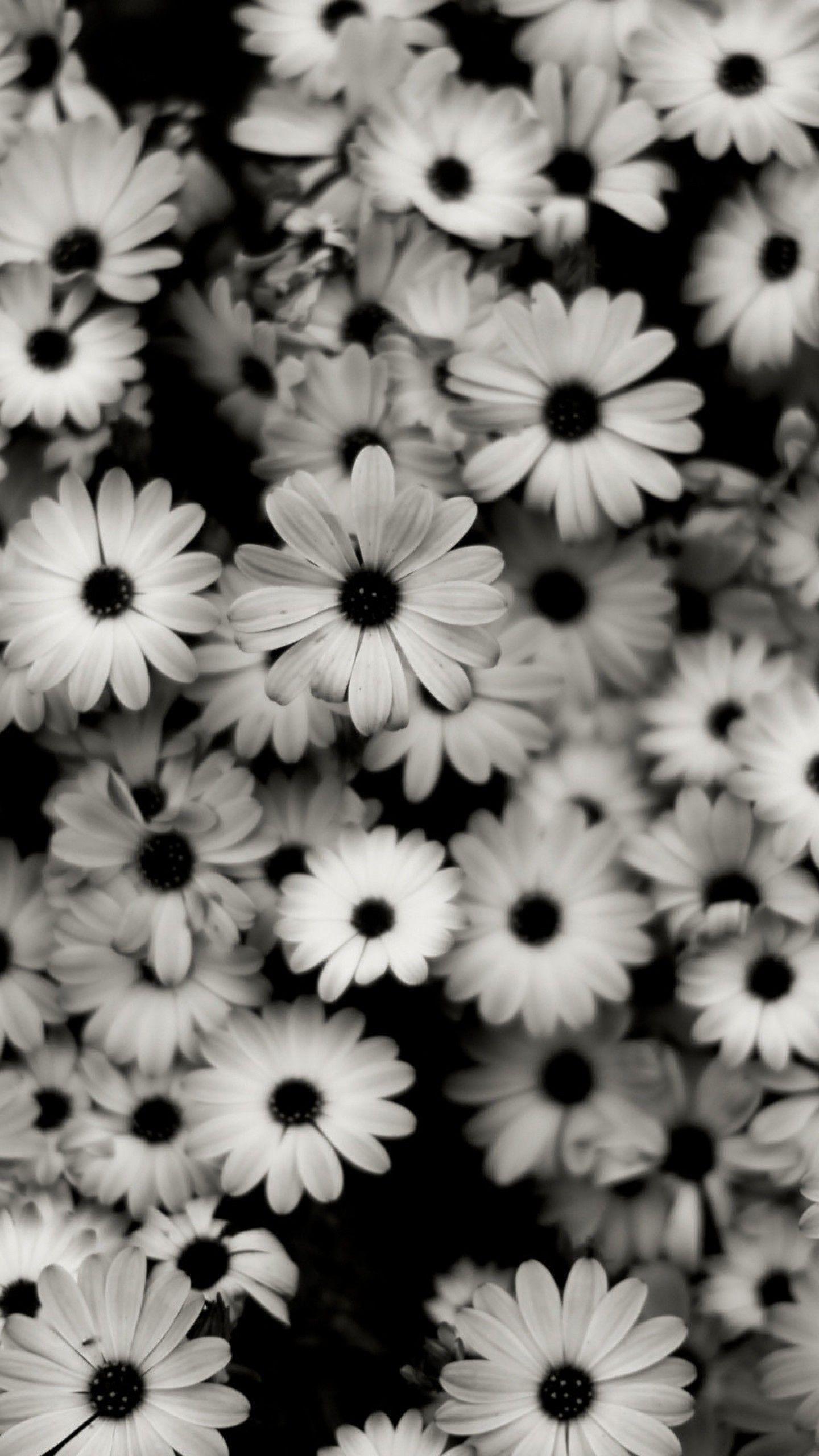 Black And White Daisy Wallpapers Top Free Black And White Daisy Backgrounds Wallpaperaccess