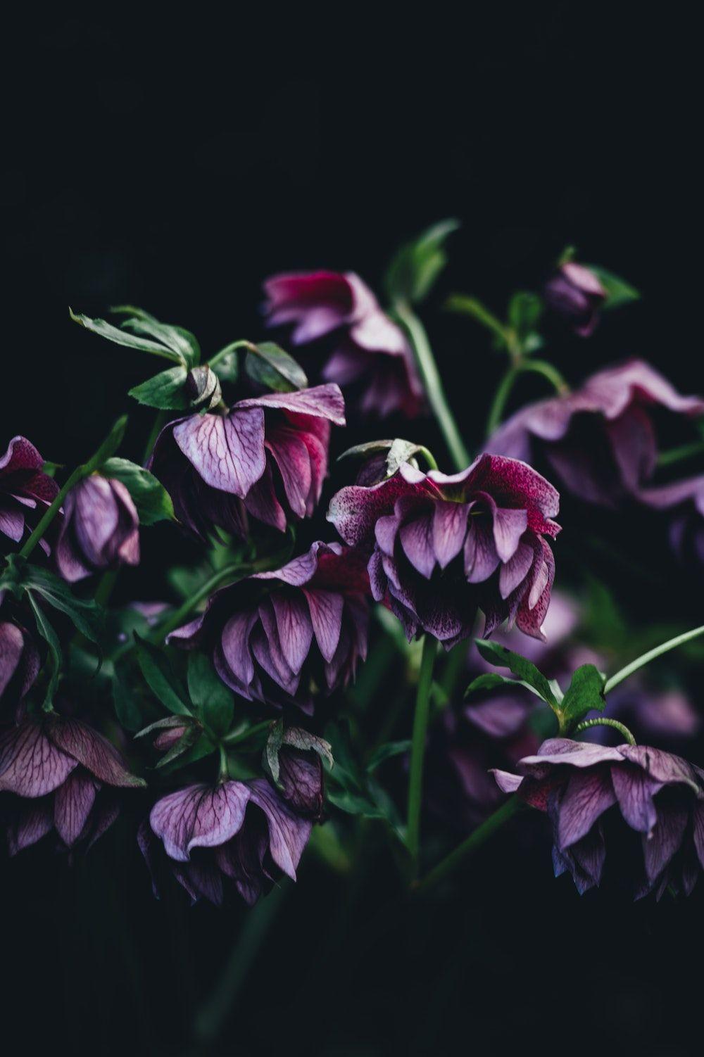 1000x1502 Gardens Picture. Download Free Image