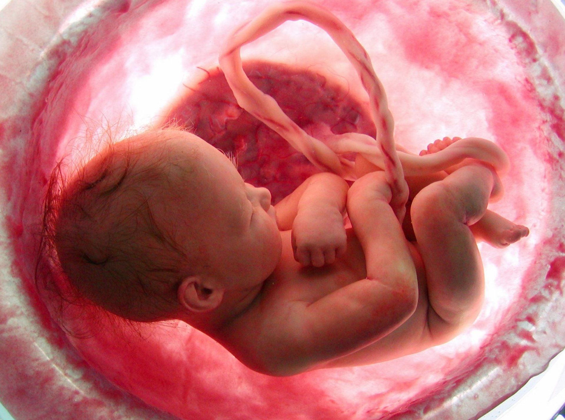 1920x1426 Womb HD Wallpaper and Background