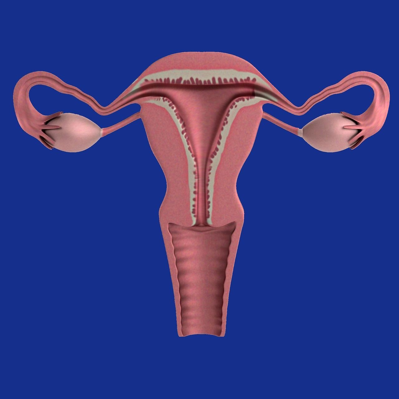1280x1280 Free Uterus & Womb Image