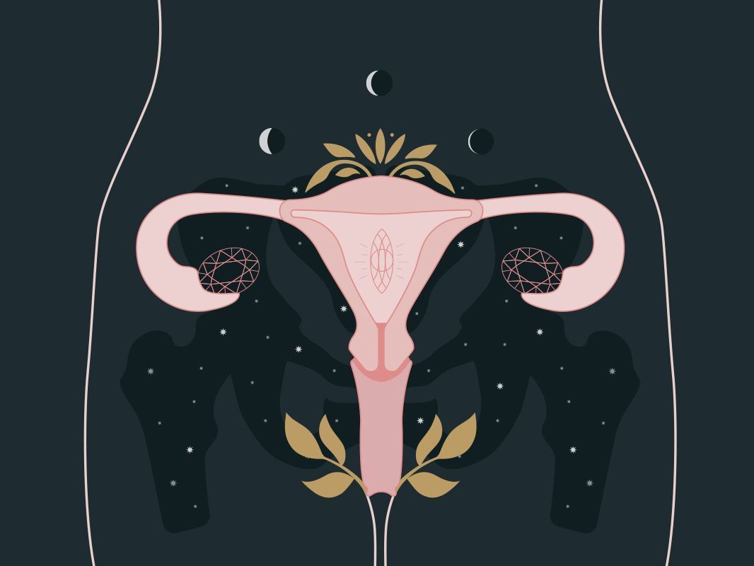 1066x800 Woo Woo Uterus By Connie Yen On Dribbble