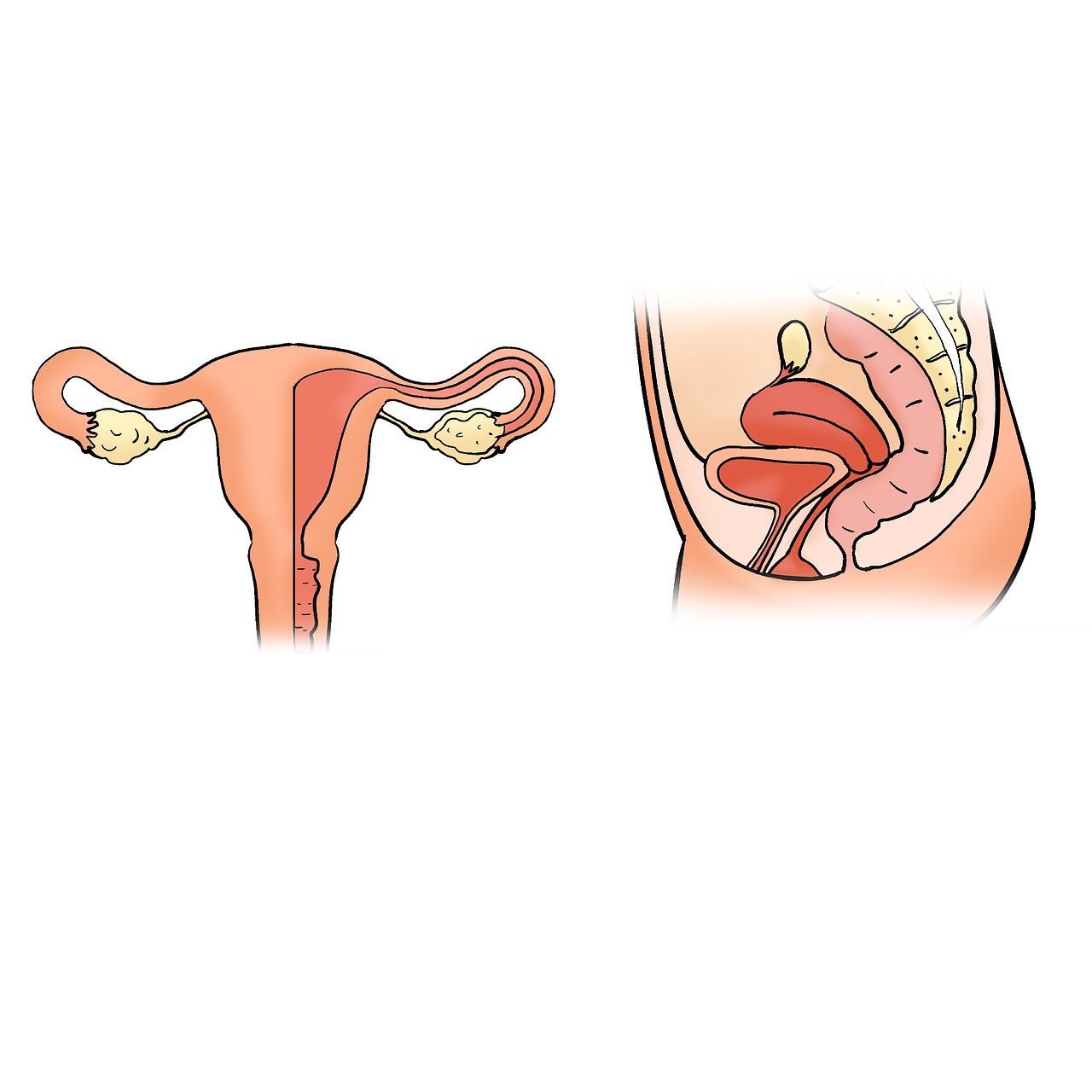 1280x1280 Free Uterus Shape & The Uterus Image