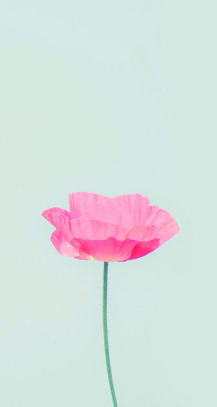 Simple Flower Wallpapers - Top Free Simple Flower Backgrounds ...