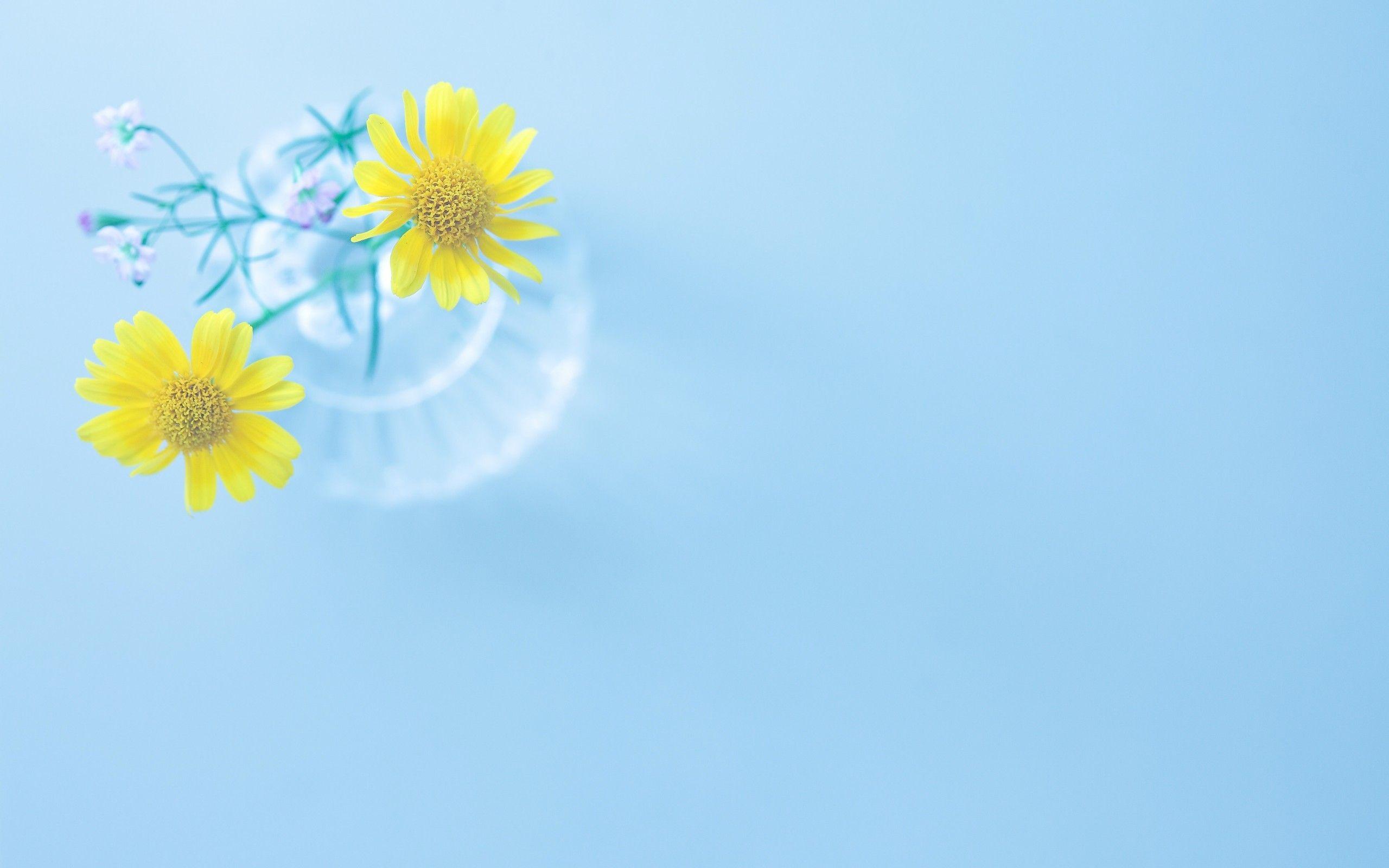 Free download Single Flower [1600x1000] for your Desktop, Mobile & Tablet |  Explore 77+ Single Flower Wallpaper | Flower Background, Flower Wallpapers, Wallpaper  Flower