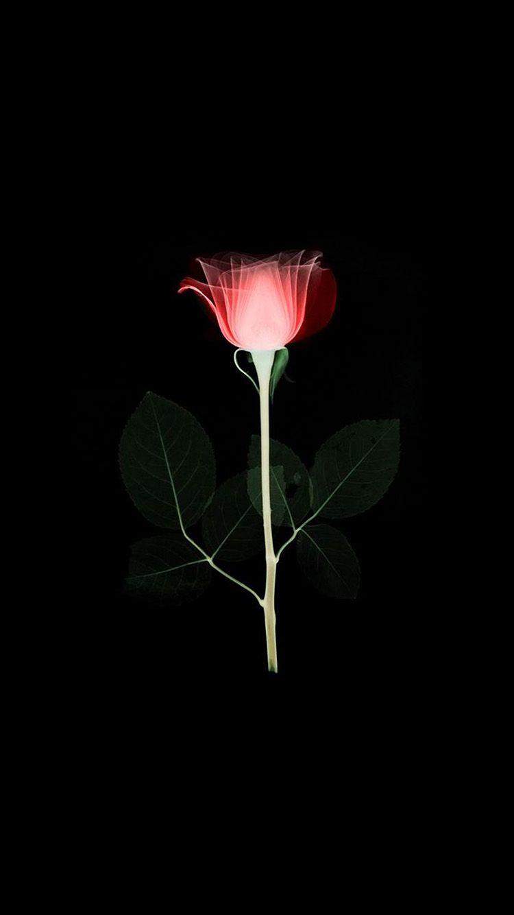 750x1334 iPhone7 wallpaper. flower xray simple