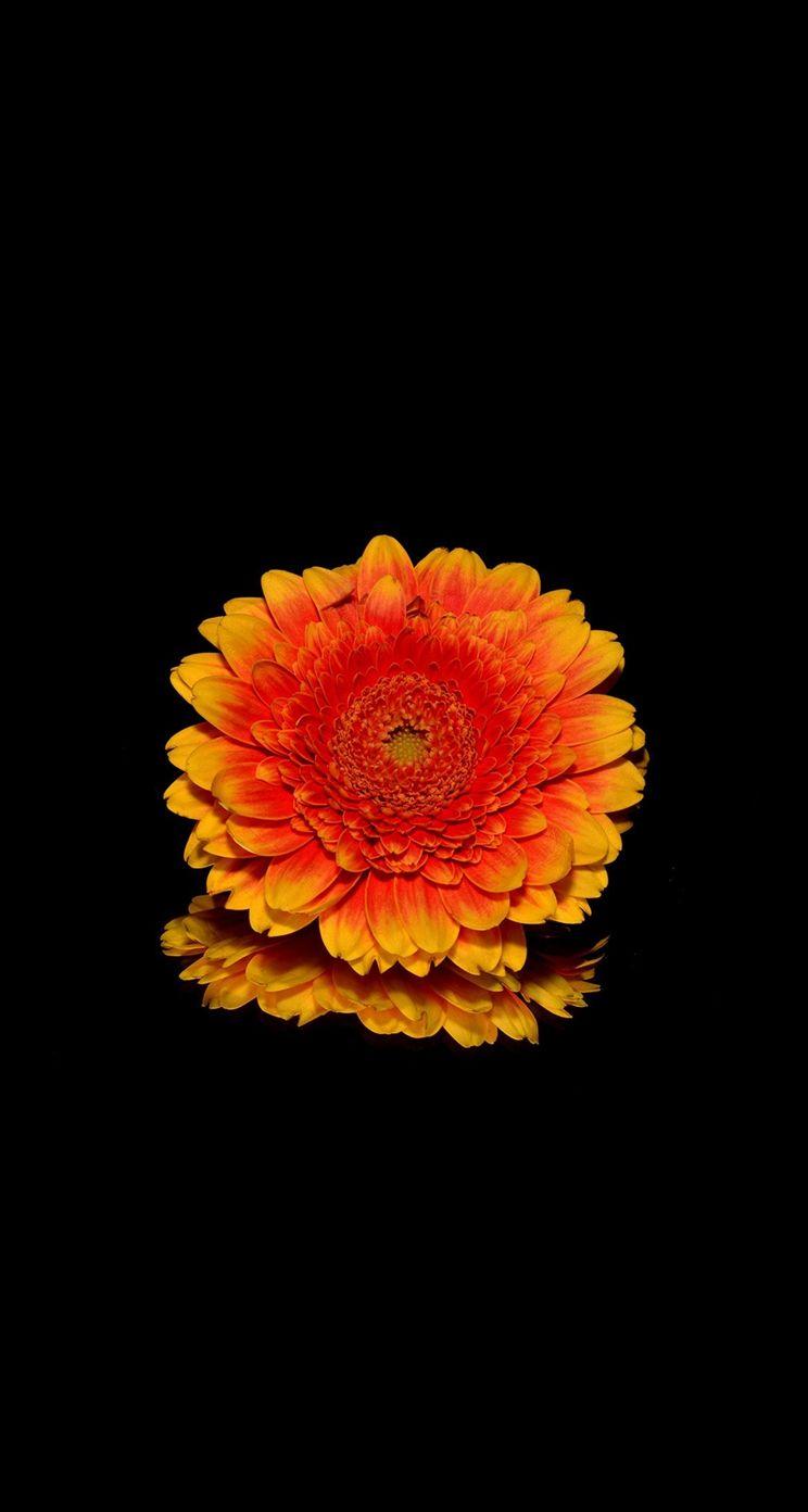 744x1392 Simple Flower Red Dark Macro iPhone se Wallpaper Download. iPhone