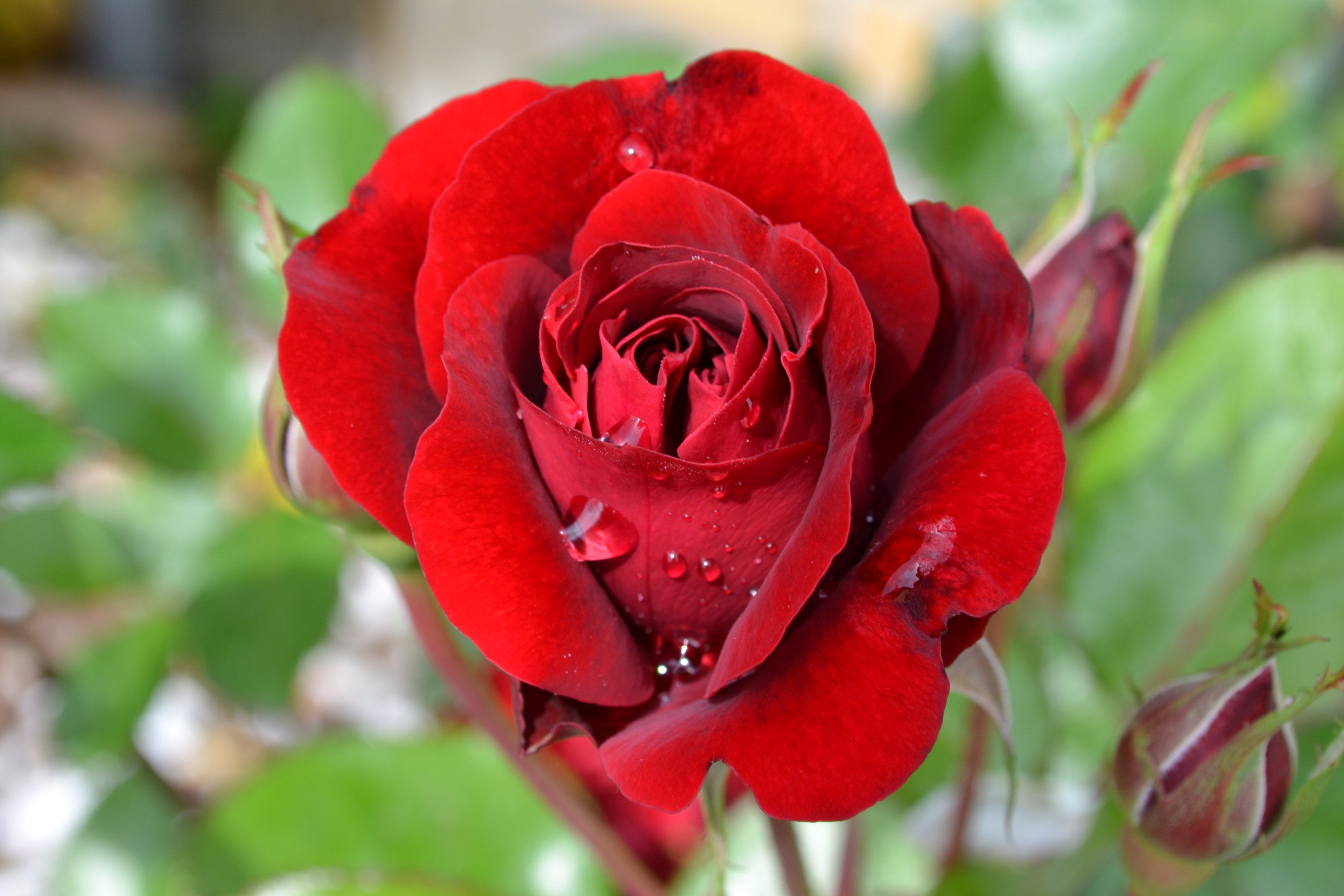 3840x2560 Wallpaper / rose red flower victor hugo summer valentin love 4k wallpaper free download