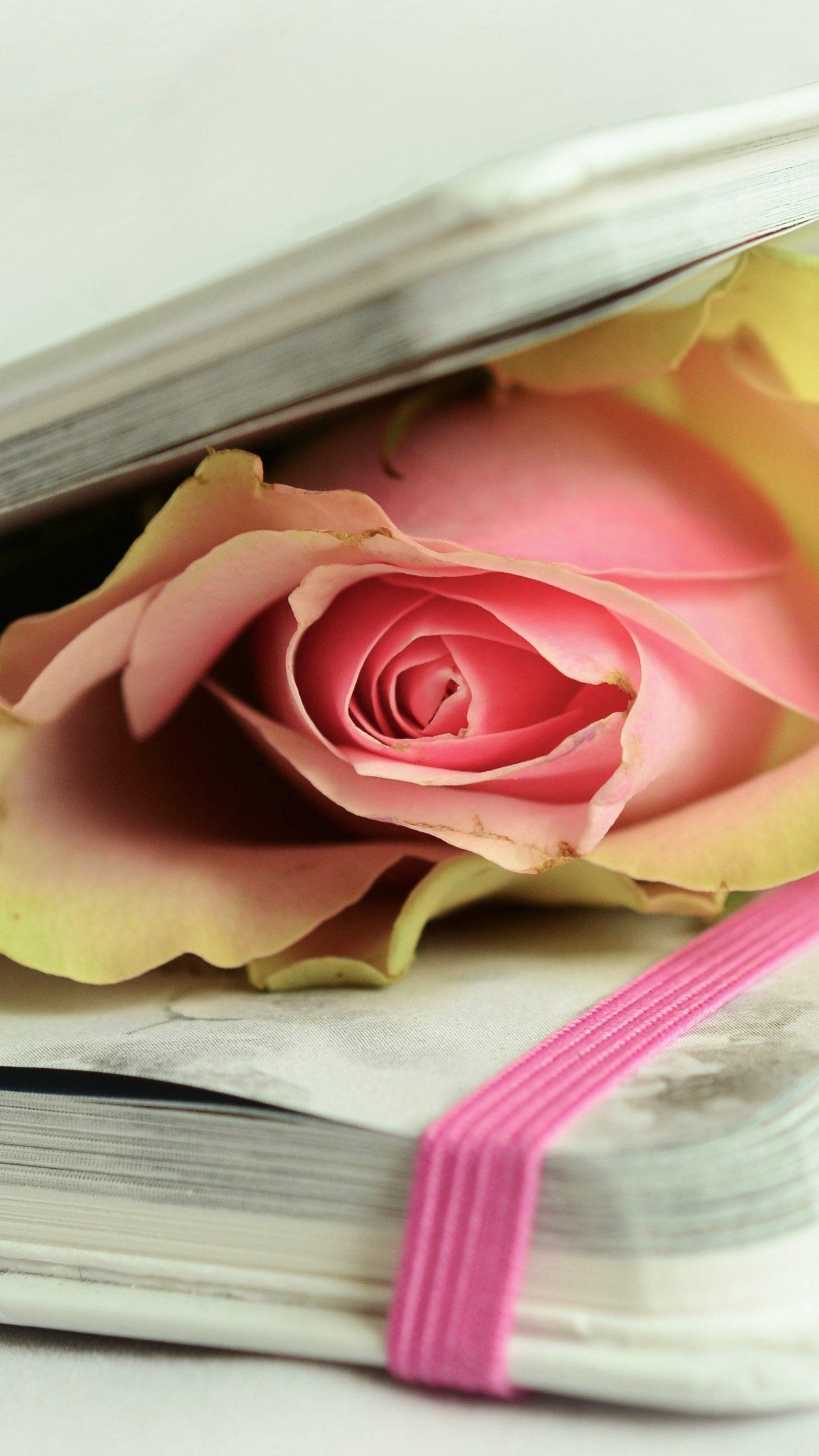 Books and Rose iPhone Wallpapers - Top Free Books and Rose iPhone ...