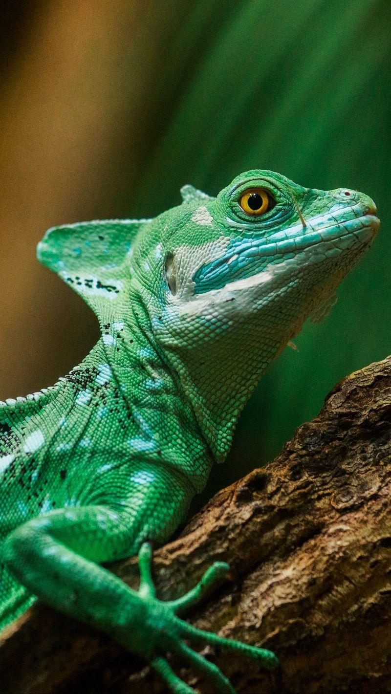 800x1420 Download wallpaper 800x1420 lizard, reptile, color, scales iphone se