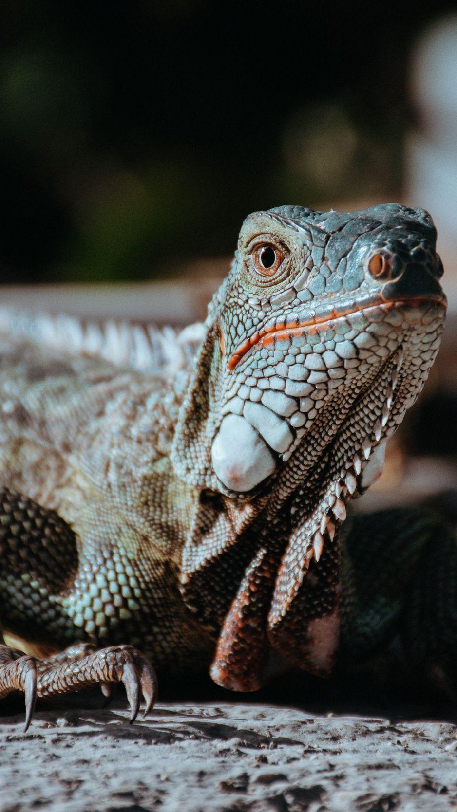 938x1668 Download wallpaper 938x1668 lizard, scales, reptile, muzzle iphone 8