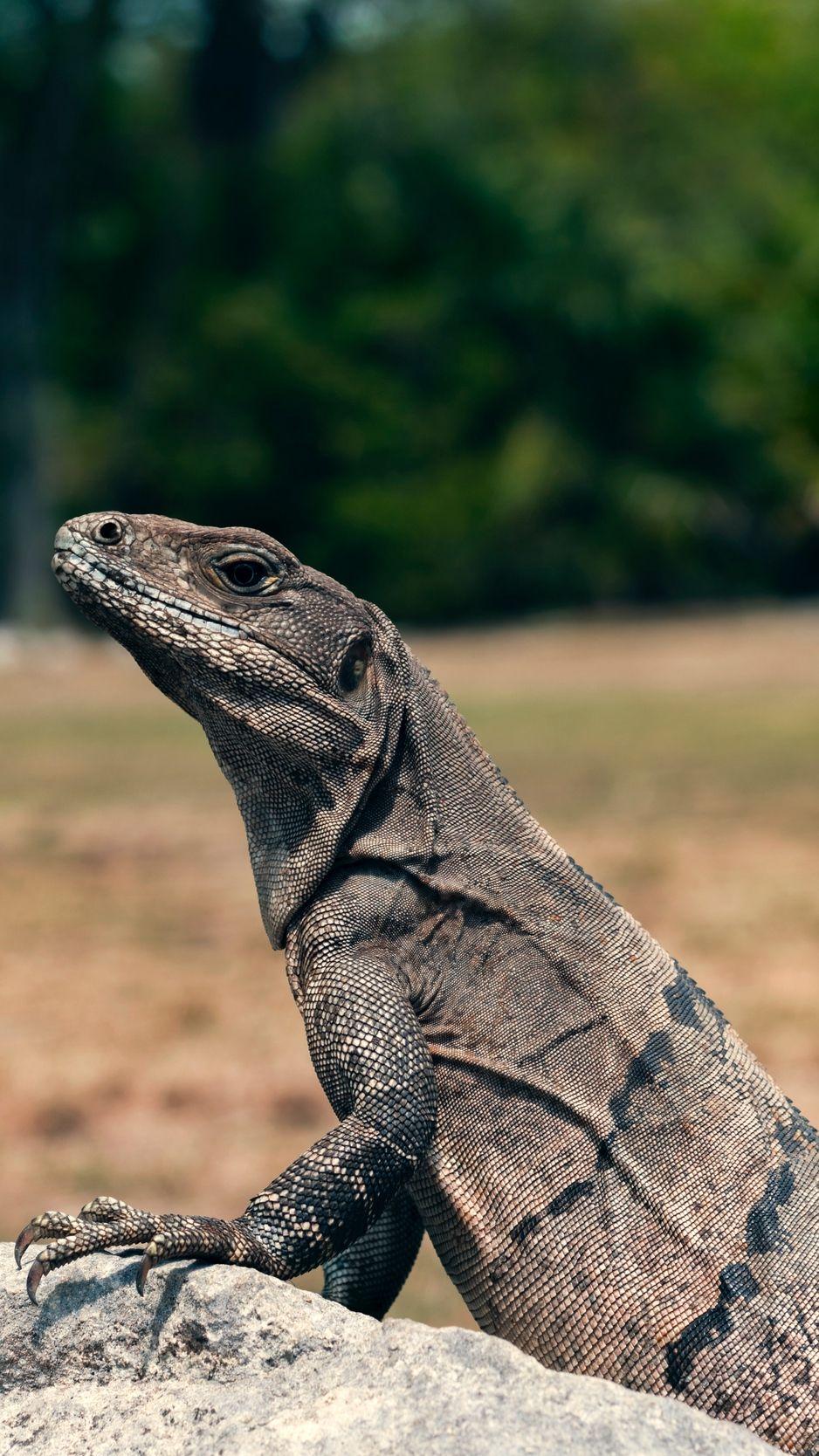 938x1668 Download wallpaper 938x1668 lizard, reptile, head, eyes, scales