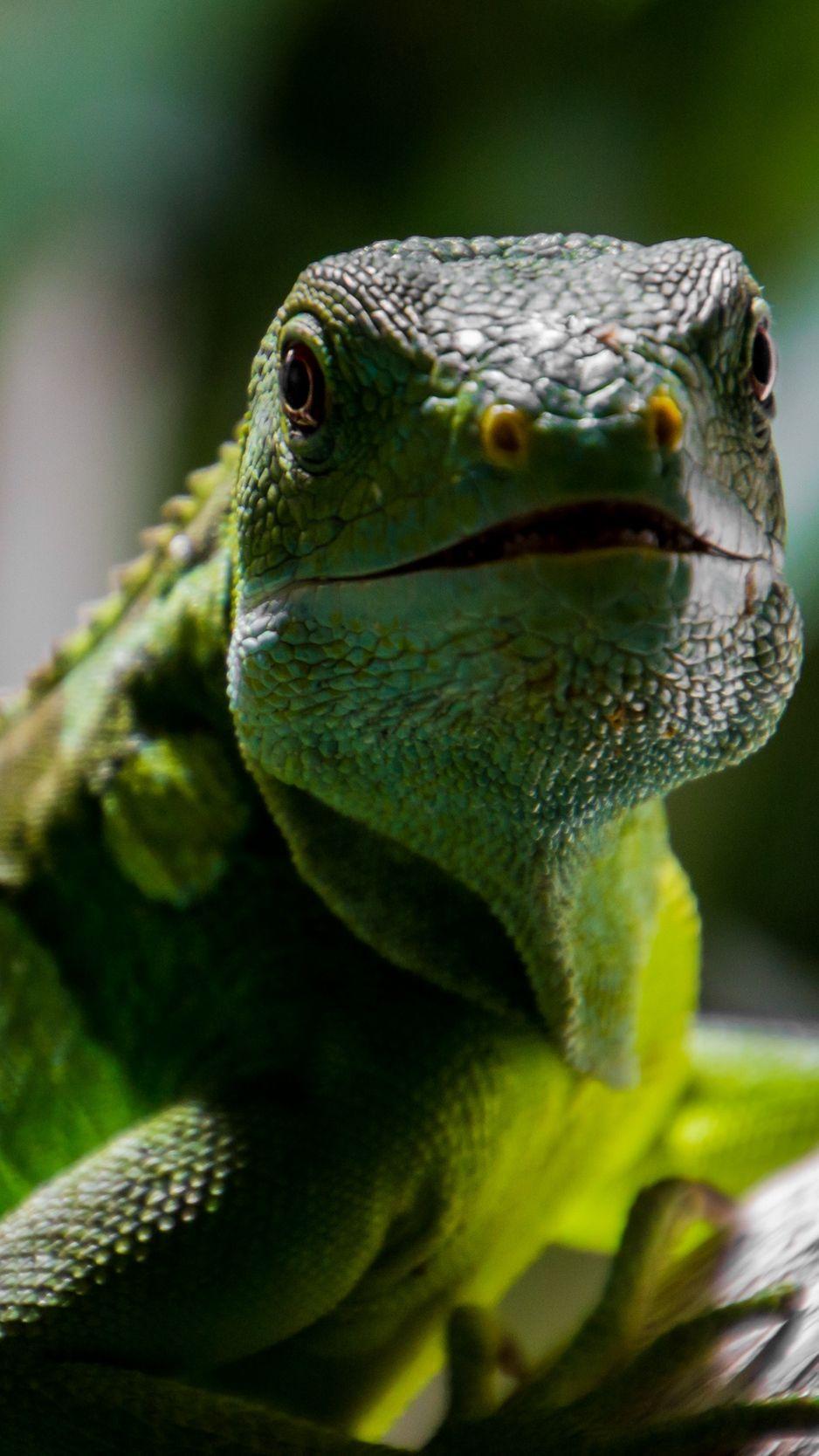 938x1668 Download wallpaper 938x1668 lizard, reptile, muzzle, scales iphone 8