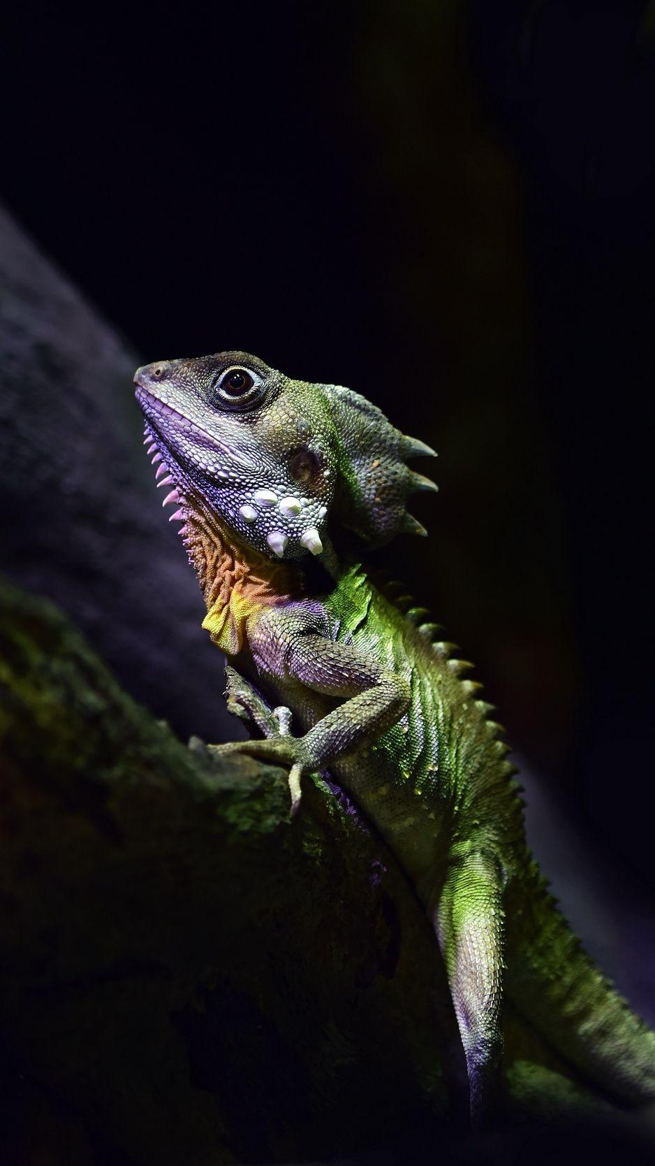 938x1668 Download wallpaper 938x1668 boyds forest dragon, lizard, reptile