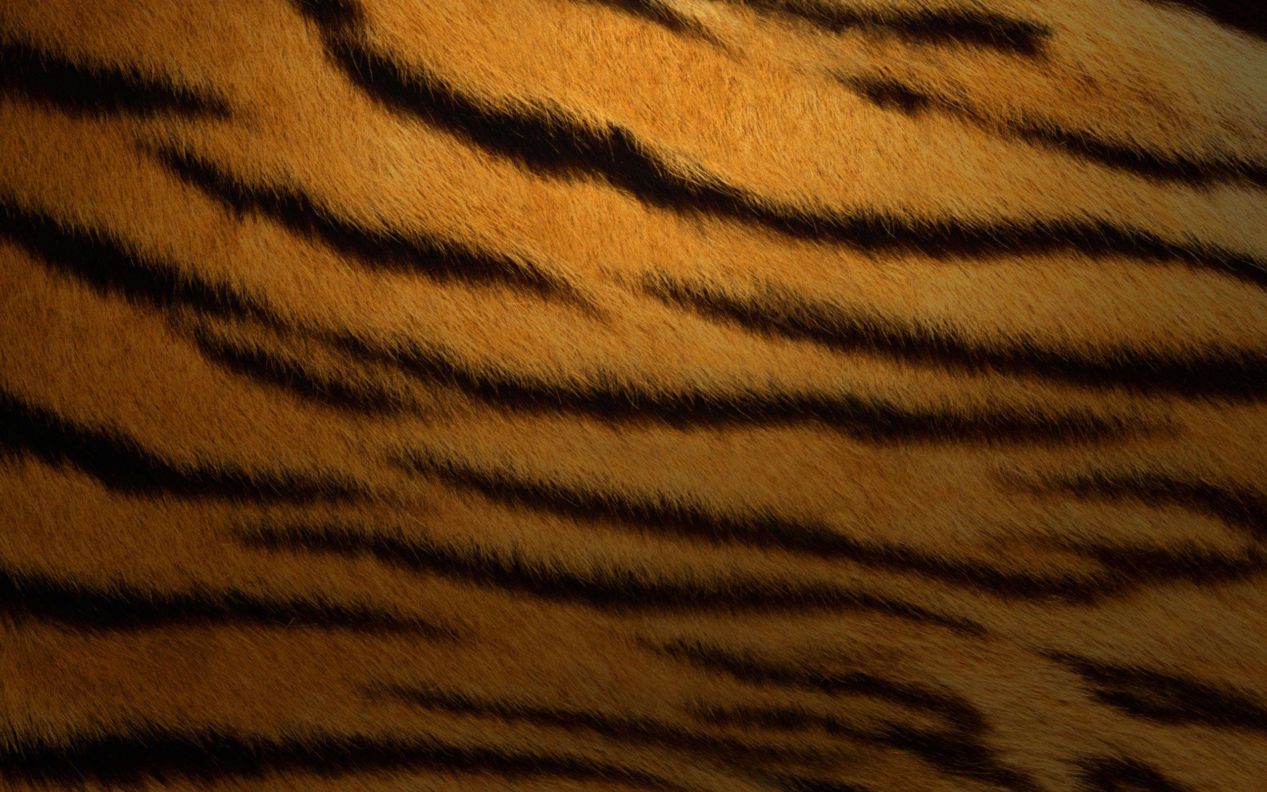 2560x1600 Tiger skin texture Wallpaper 2k Quad HD