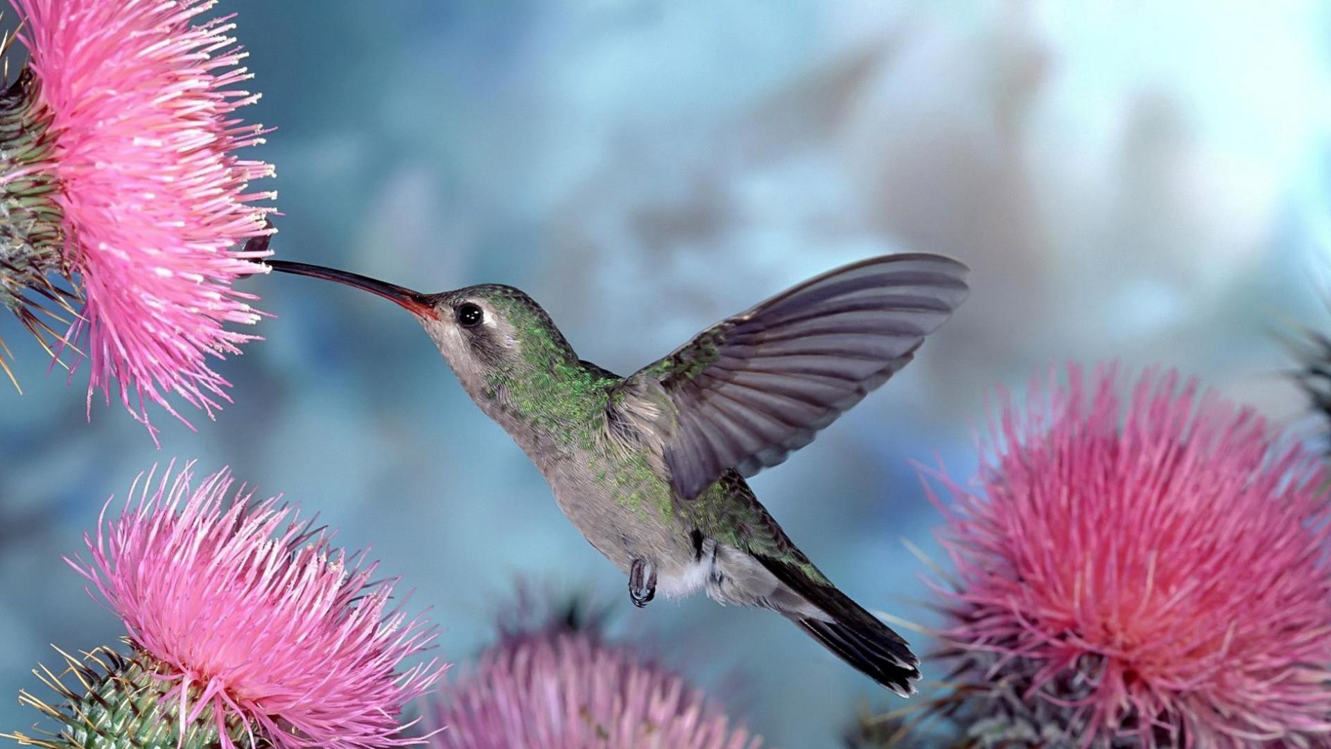 Wallpaper ID 149936  artwork digital art birds hummingbird  hummingbirds colorful Linux blue free download