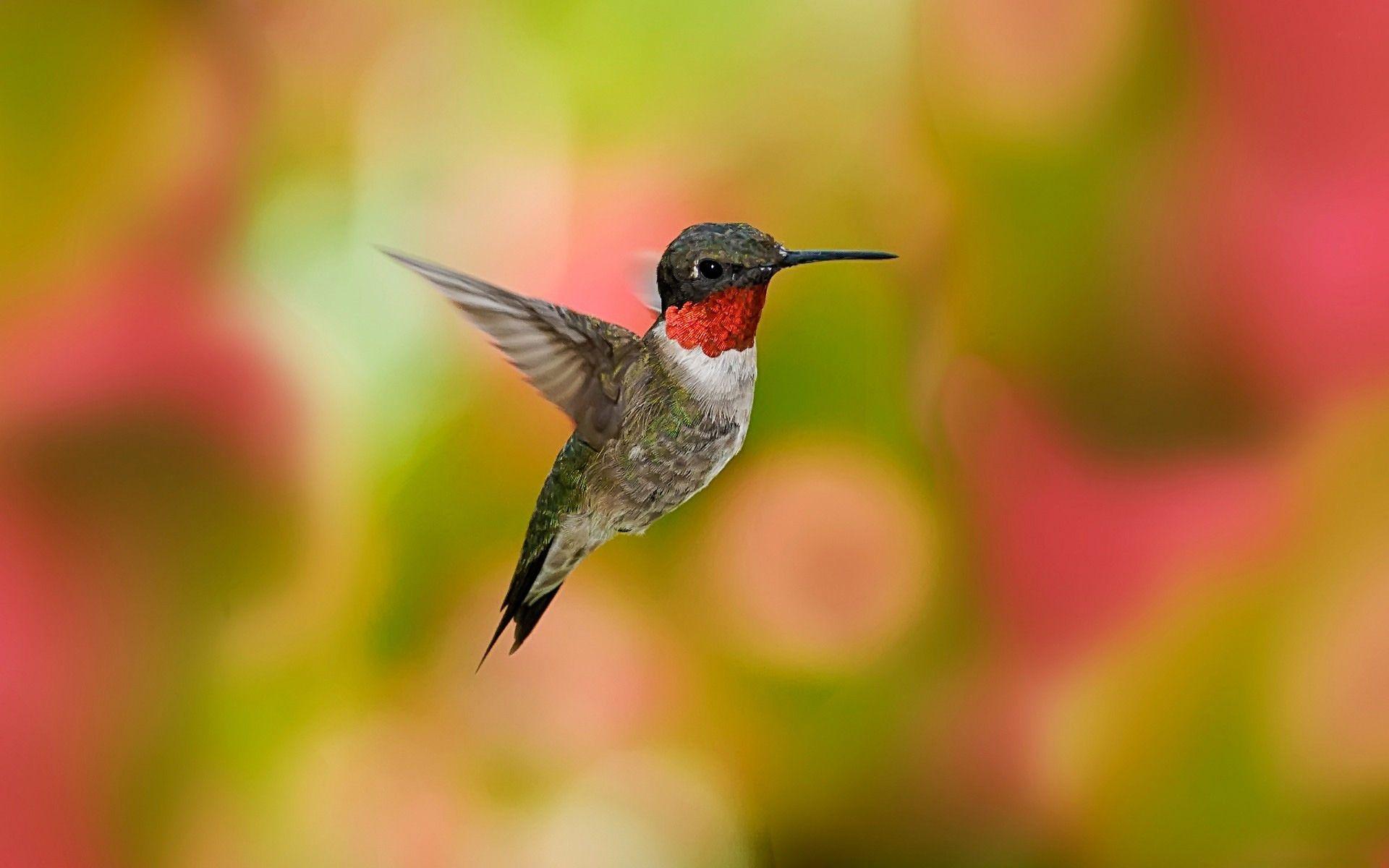 Cute Hummingbird Desktop Wallpapers - Top Free Cute Hummingbird Desktop