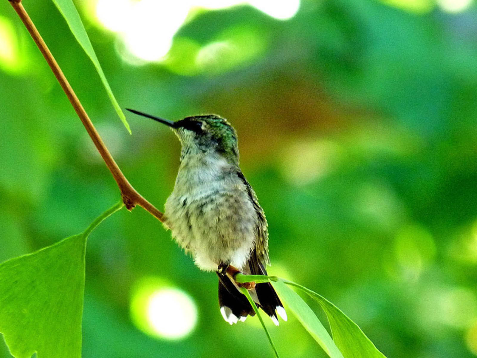 1600x1200 wallpaper: Hummingbird Wallpaper
