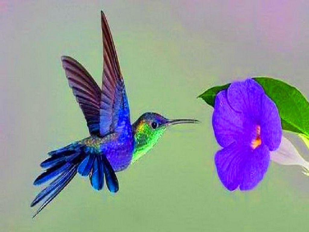 Cute Hummingbird Desktop Wallpapers - Top Free Cute Hummingbird Desktop