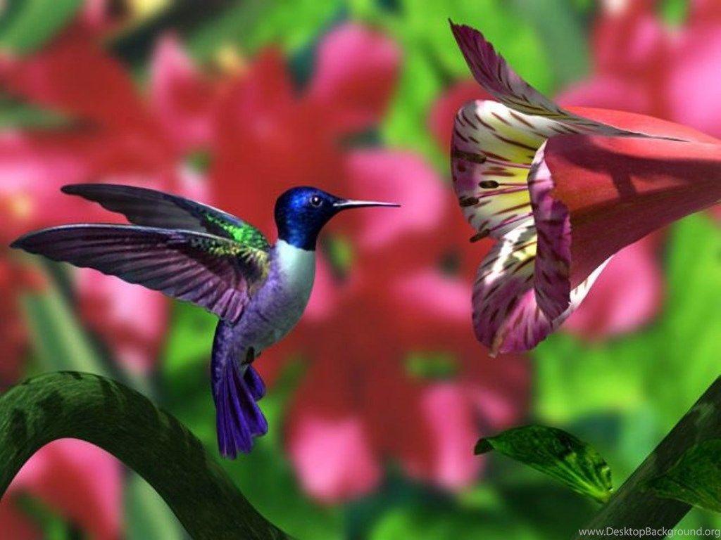 1024x768 Computer Hummingbird Wallpaper, Desktop Background 1366x768 Id