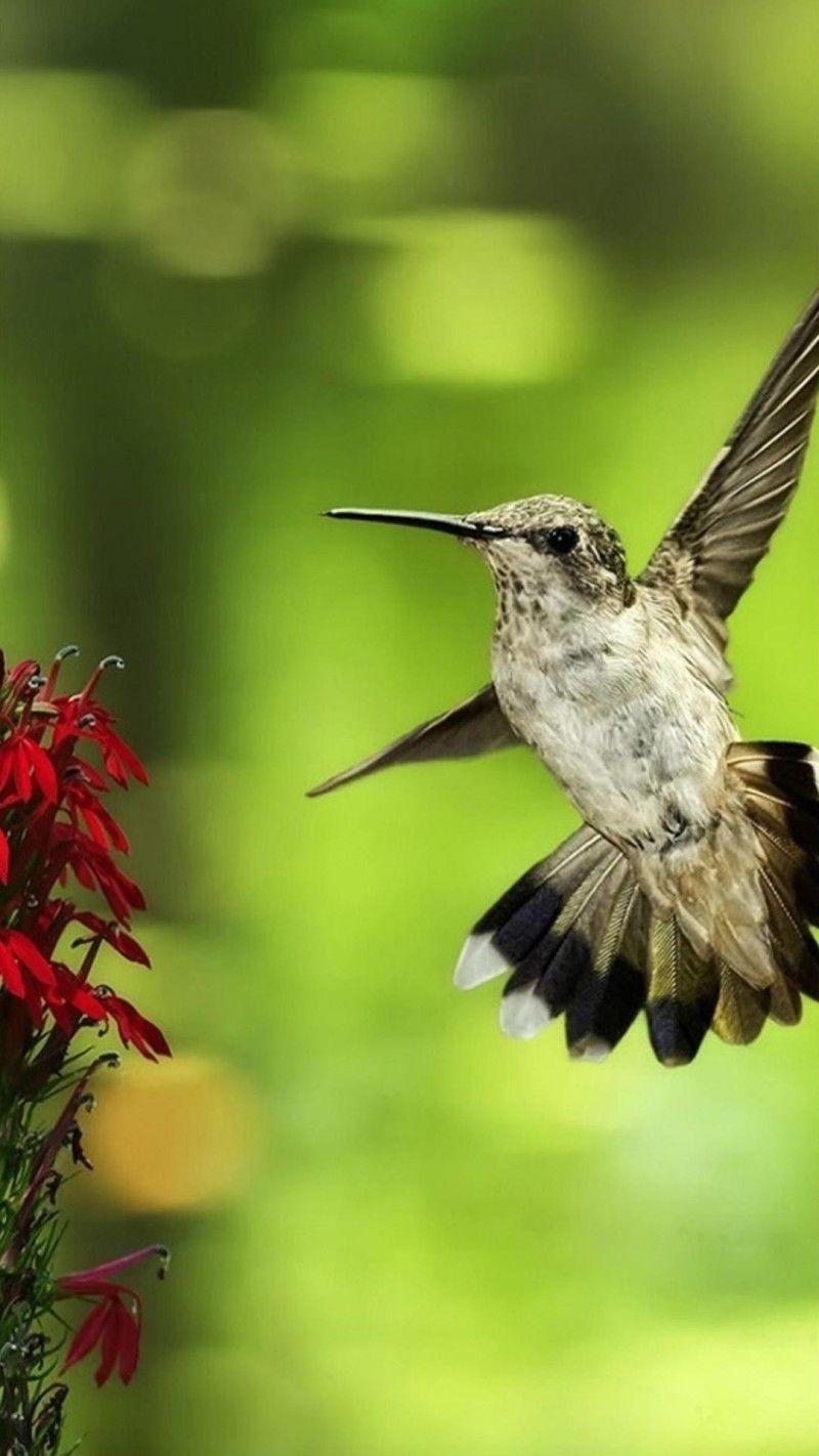 4K Hummingbird Wallpapers - Top Free 4K Hummingbird Backgrounds ...