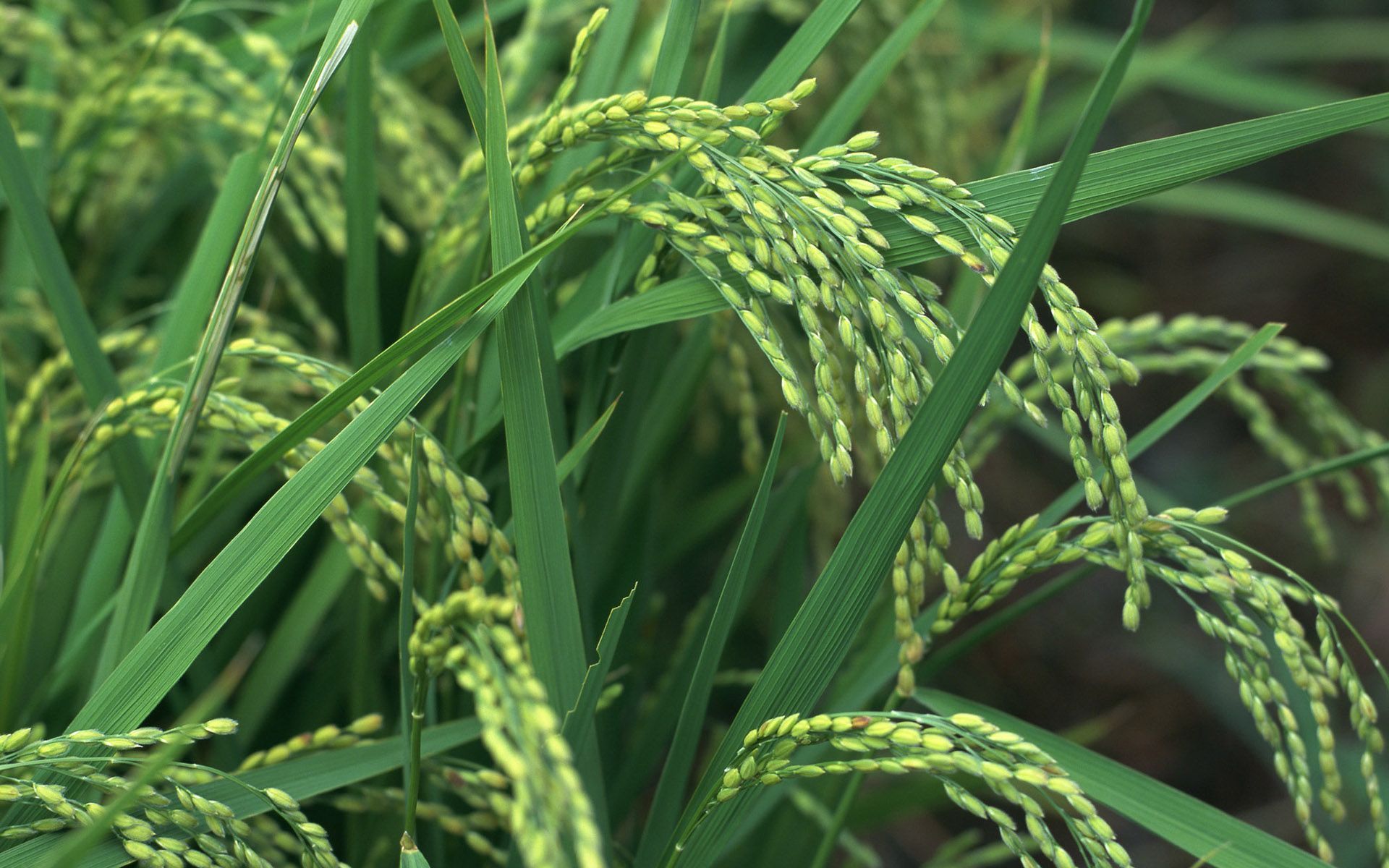 1920x1200 Rice HD wallpaper