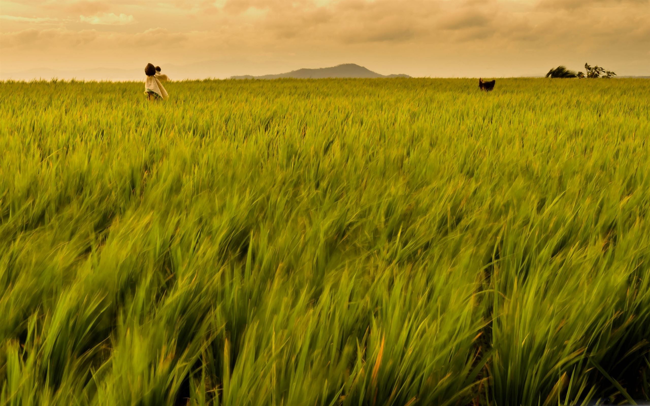 2560x1600 Best Rice Mac Wallpaper Free HD Download