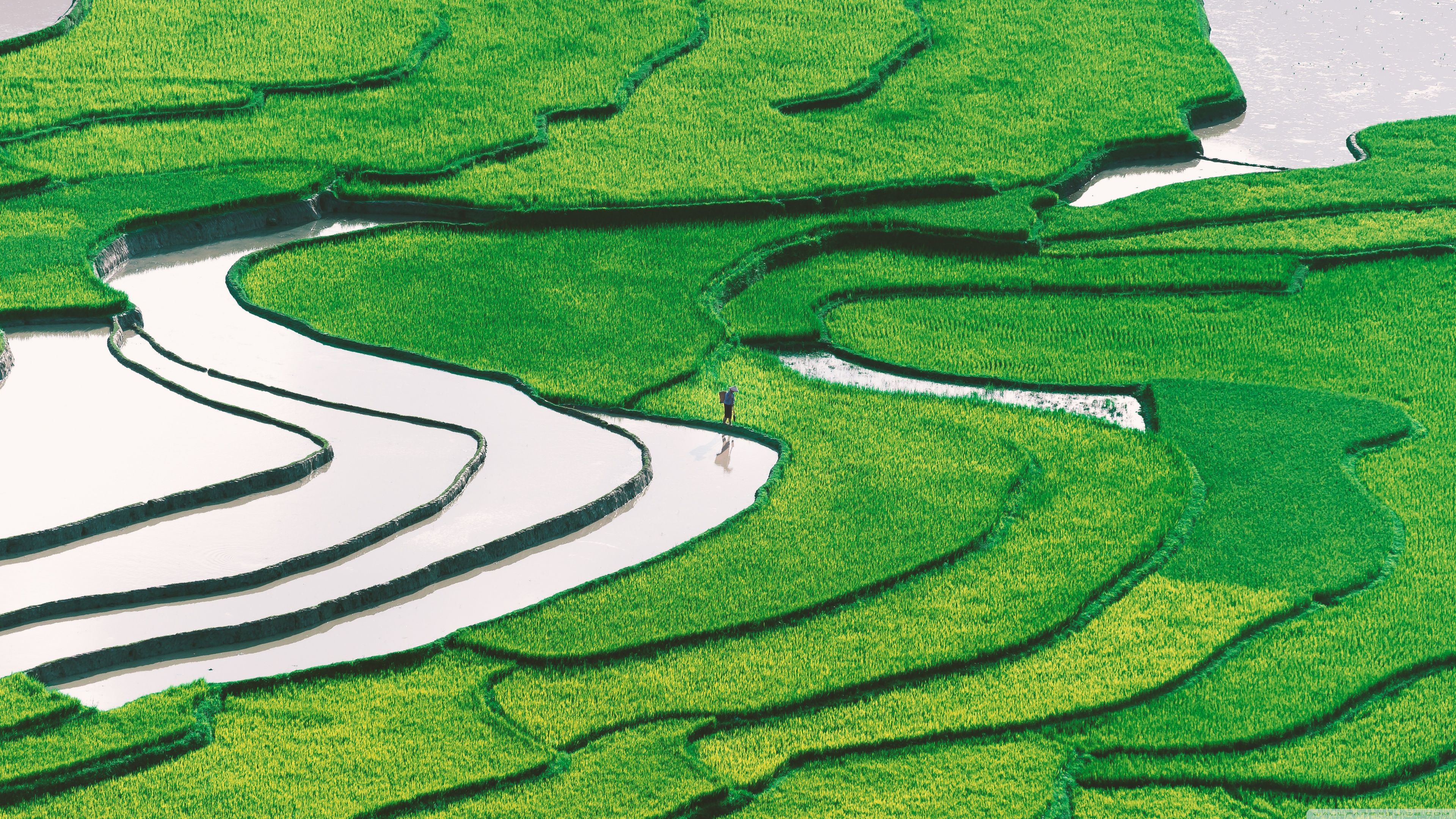 3840x2160 Rice Field Ultra HD Desktop Background Wallpaper for 4K UHD TV : Widescreen & UltraWide Desktop & Laptop : Multi Display, Dual Monitor : Tablet