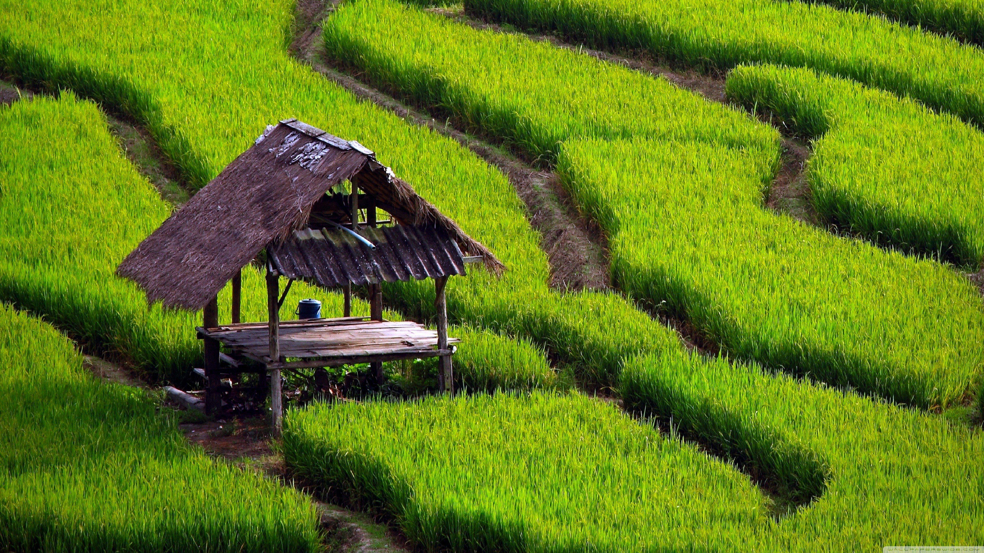 3840x2160 Rice 4K wallpaper for your desktop or mobile screen free and easy to download