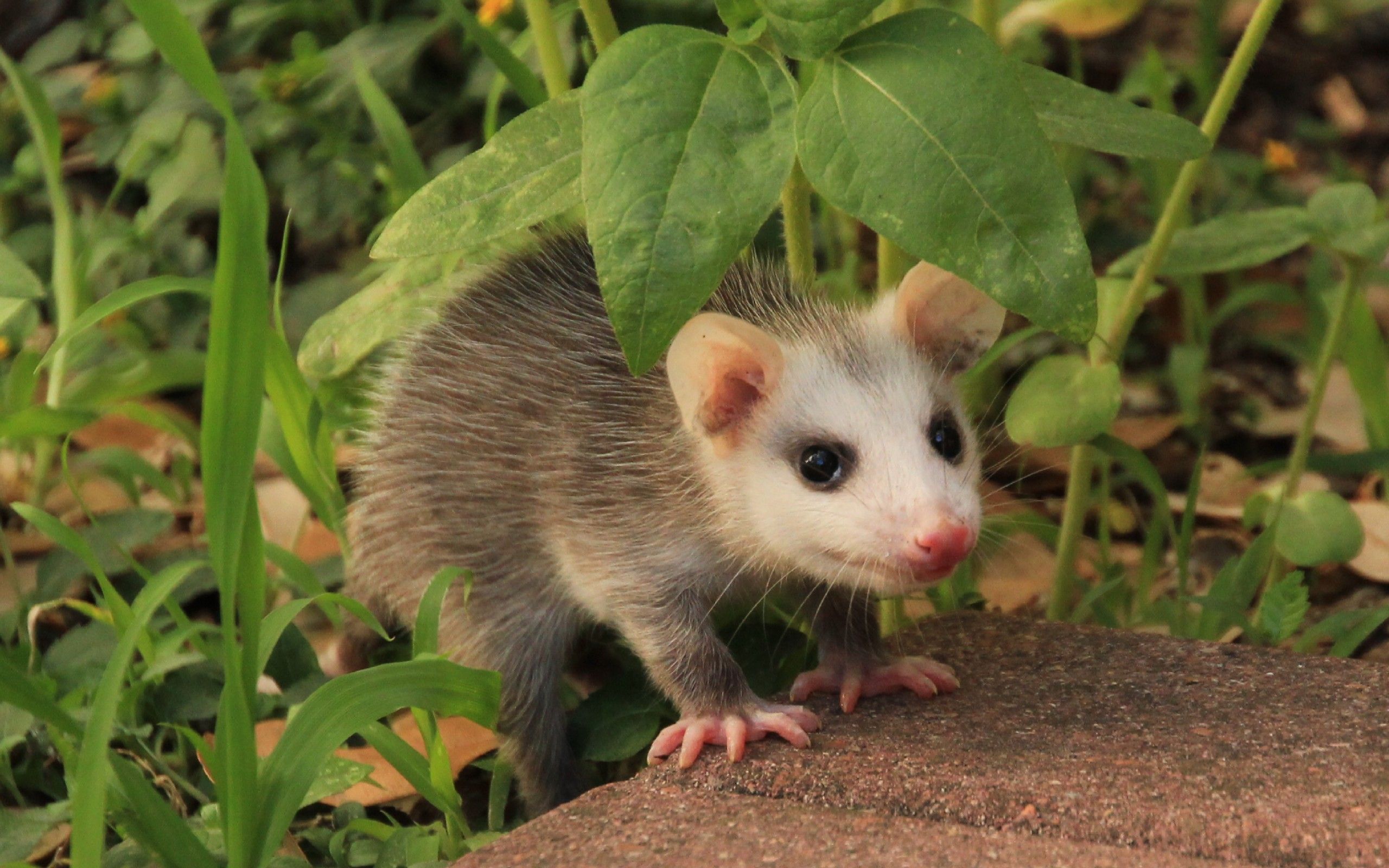 Opossum Wallpapers - Top Free Opossum Backgrounds - WallpaperAccess