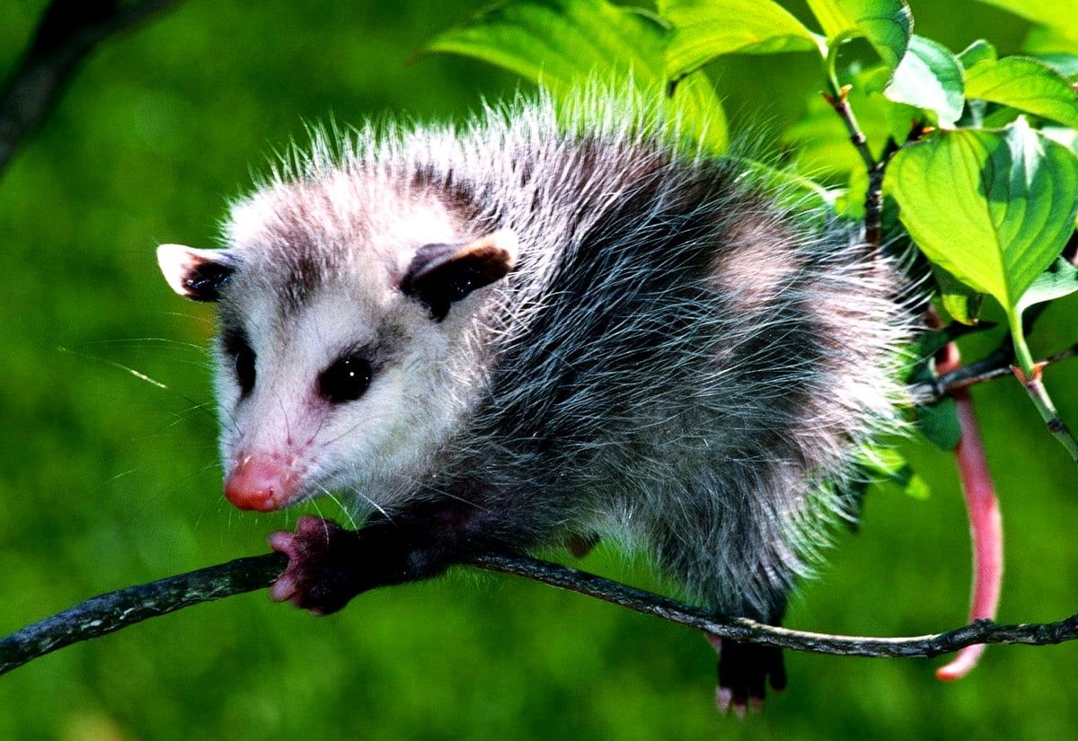 1200x825 Opossum wallpaper HD. Download Free background