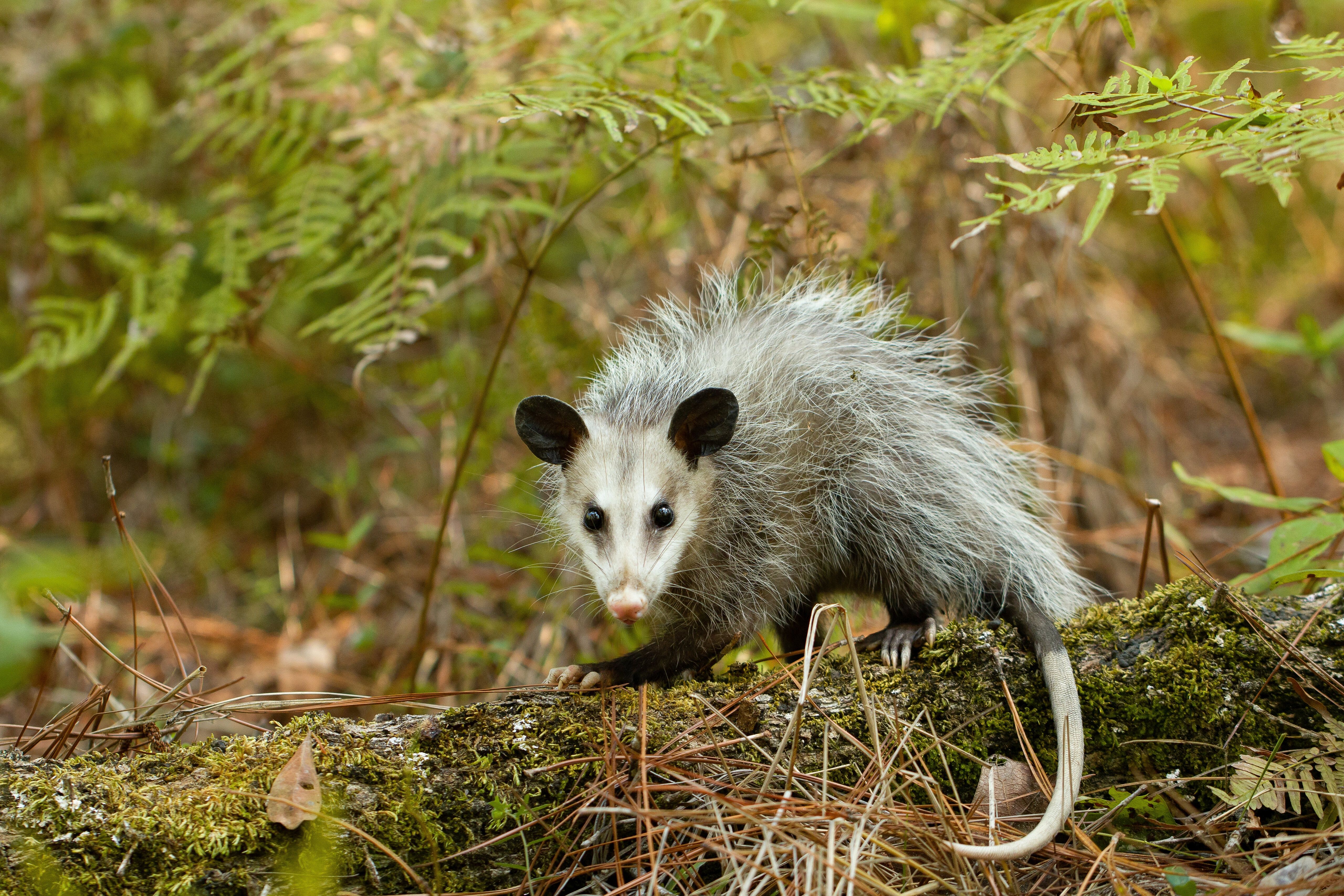 5120x3413 Animal Opossum 4k Ultra HD Wallpaper