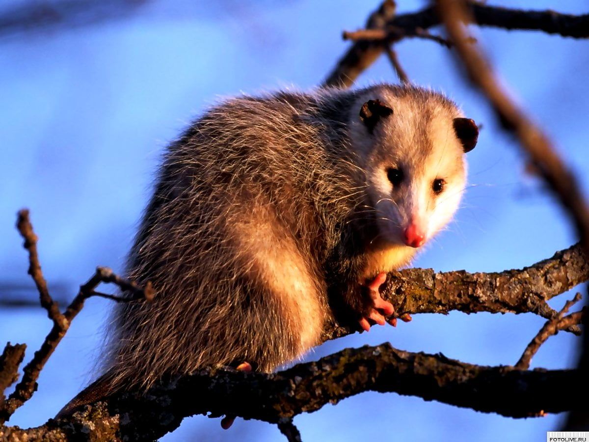 Opossum Wallpapers - Top Free Opossum Backgrounds - WallpaperAccess