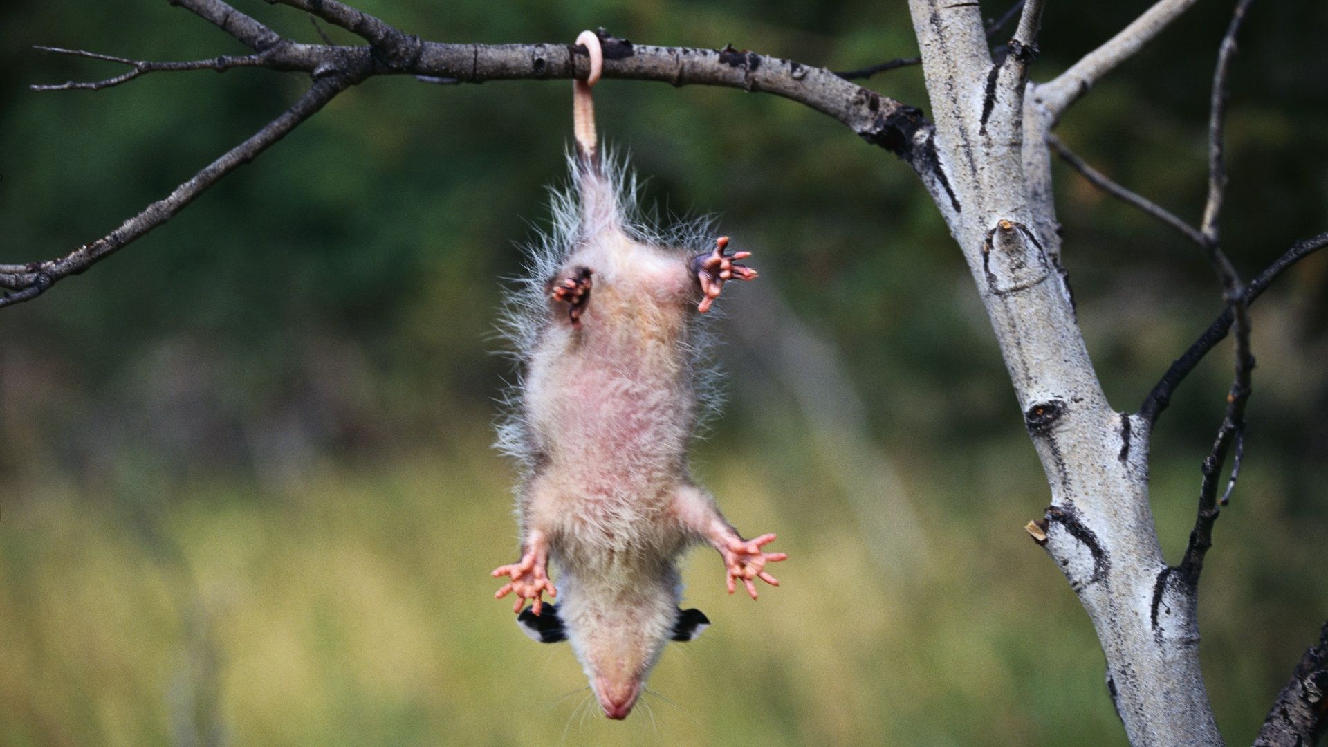 1920x1080 Download Wallpaper 1920x1080 opossum, branches, trees, hanging Full HD 1080p HD Background