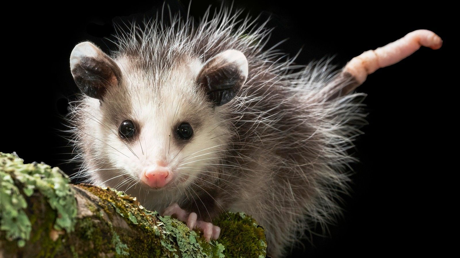 Opossum Wallpapers - Top Free Opossum Backgrounds - WallpaperAccess