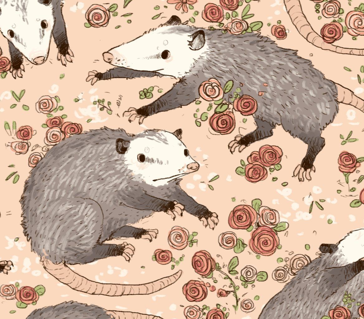Opossum Wallpapers - Top Free Opossum Backgrounds - WallpaperAccess