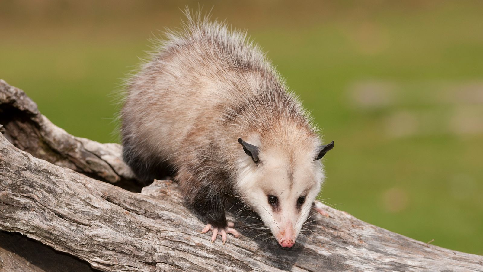 1600x900 Bison or buffalo? Possum or opossum? What's the difference?