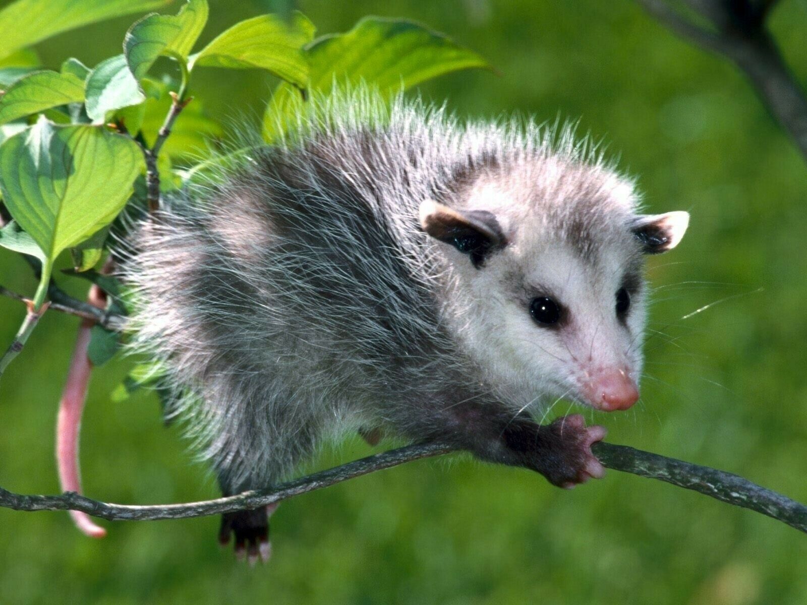 Opossum Wallpapers - Top Free Opossum Backgrounds - WallpaperAccess